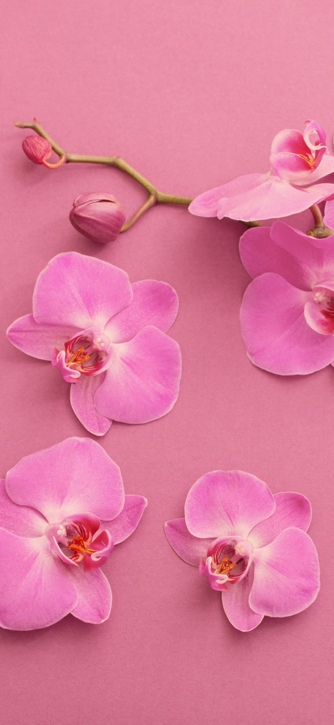 Orchid iPhone Wallpaper