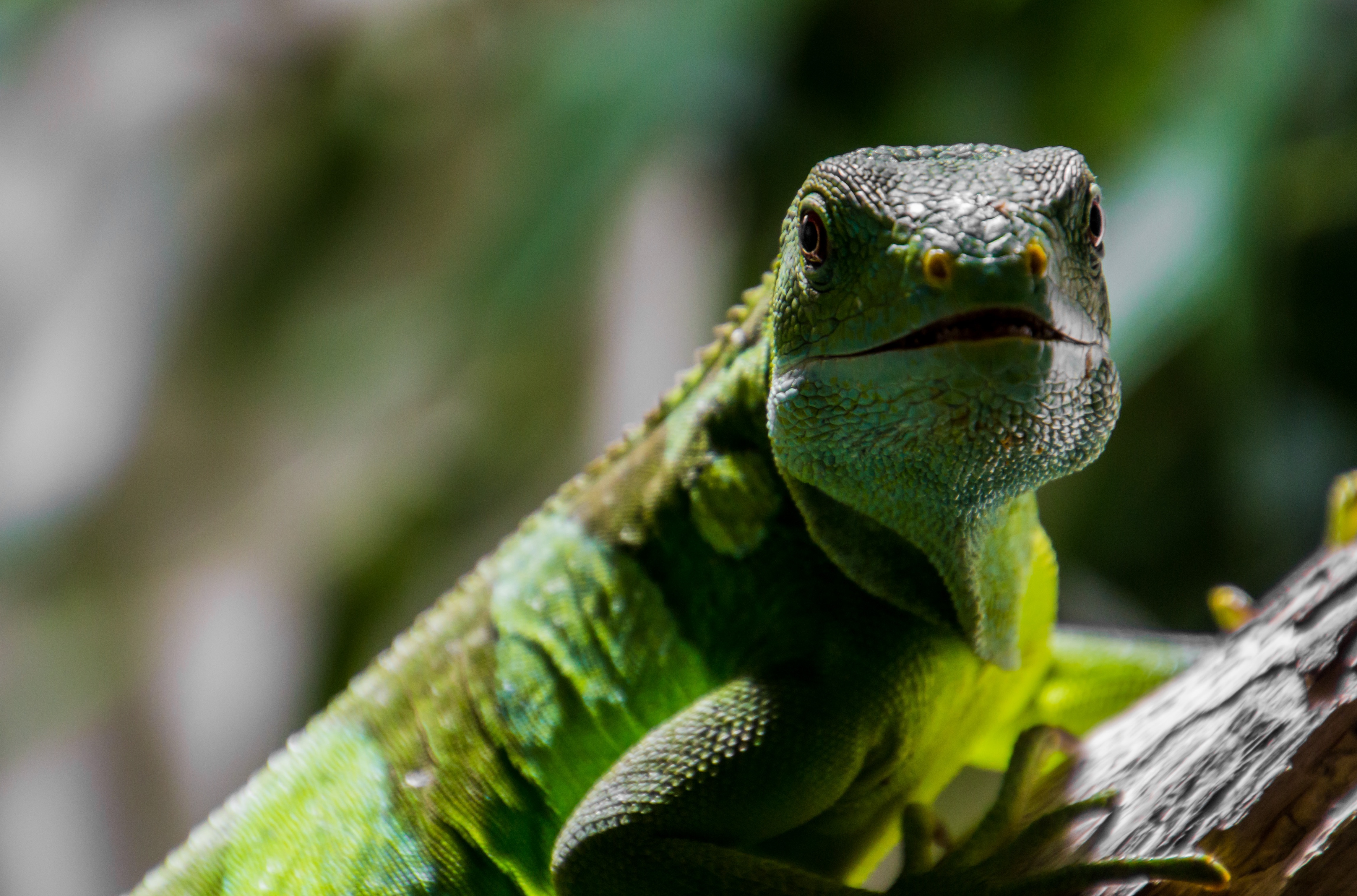 Download Green Lizard Animal Iguana 4k