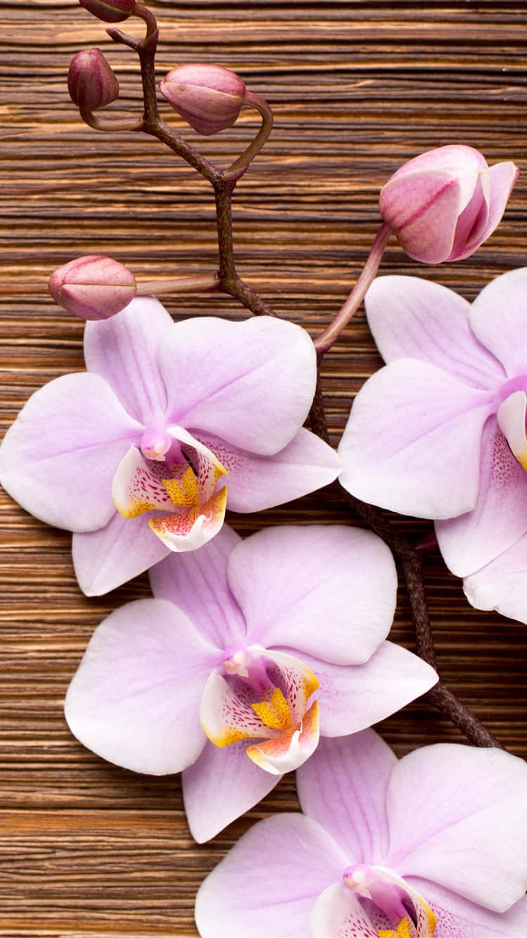 light pink floral iPhone