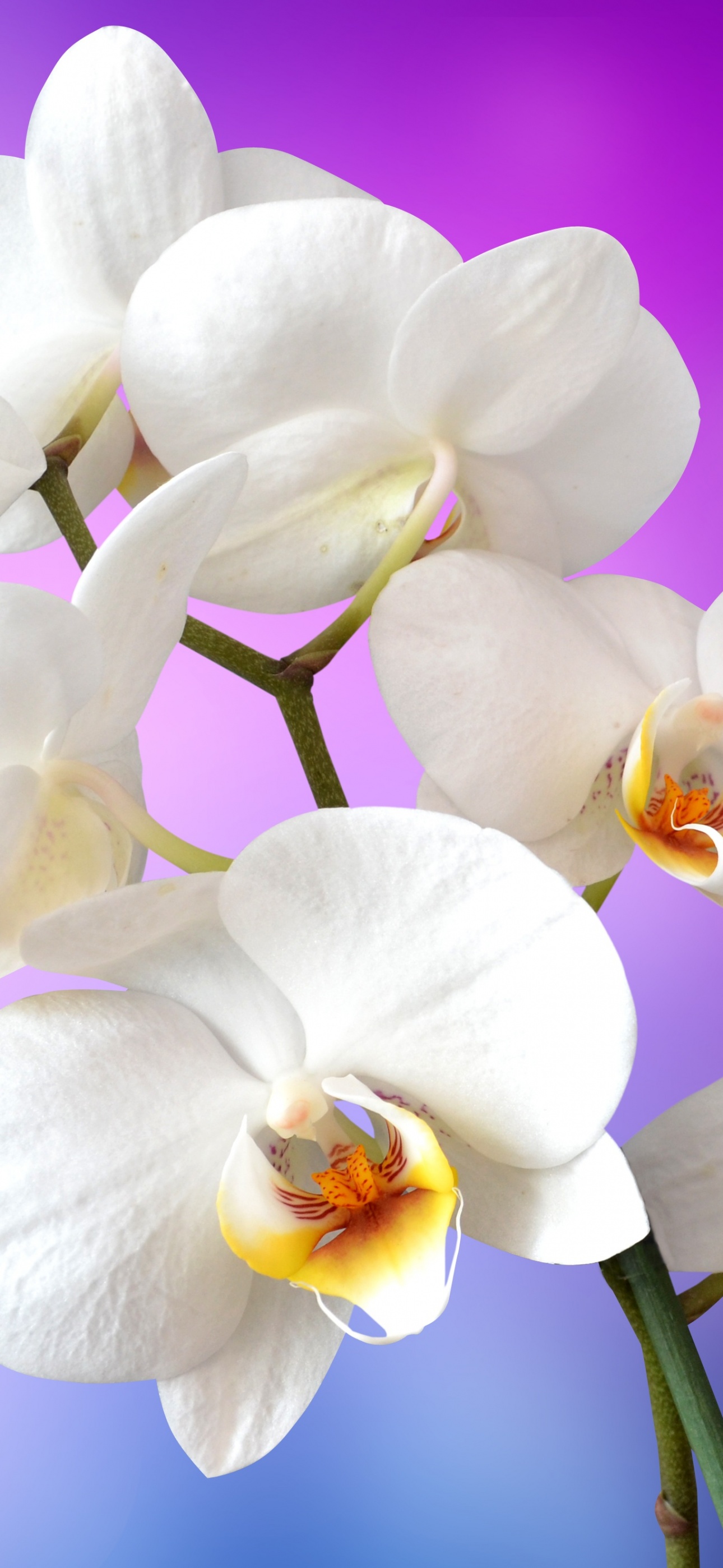 Orchid flowers Wallpaper 4K, White
