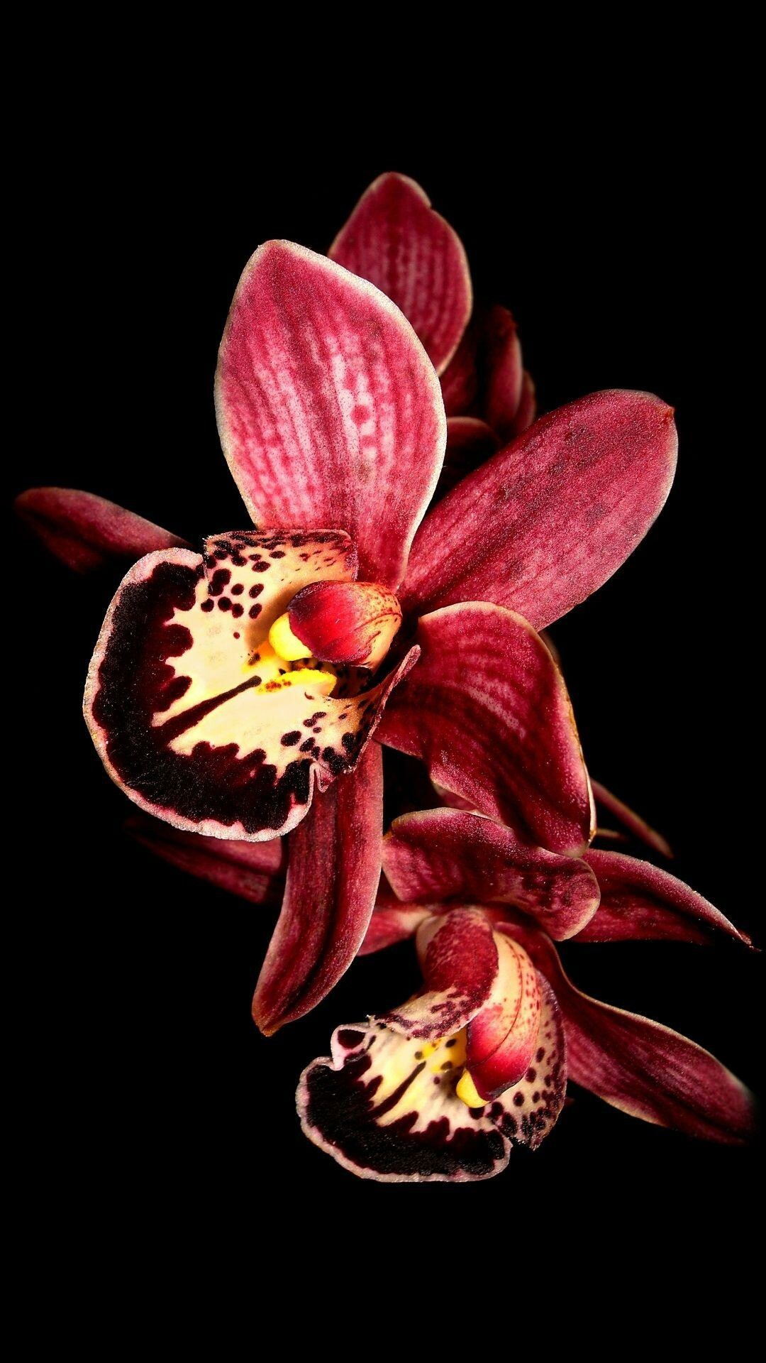 Orchid Wallpaper
