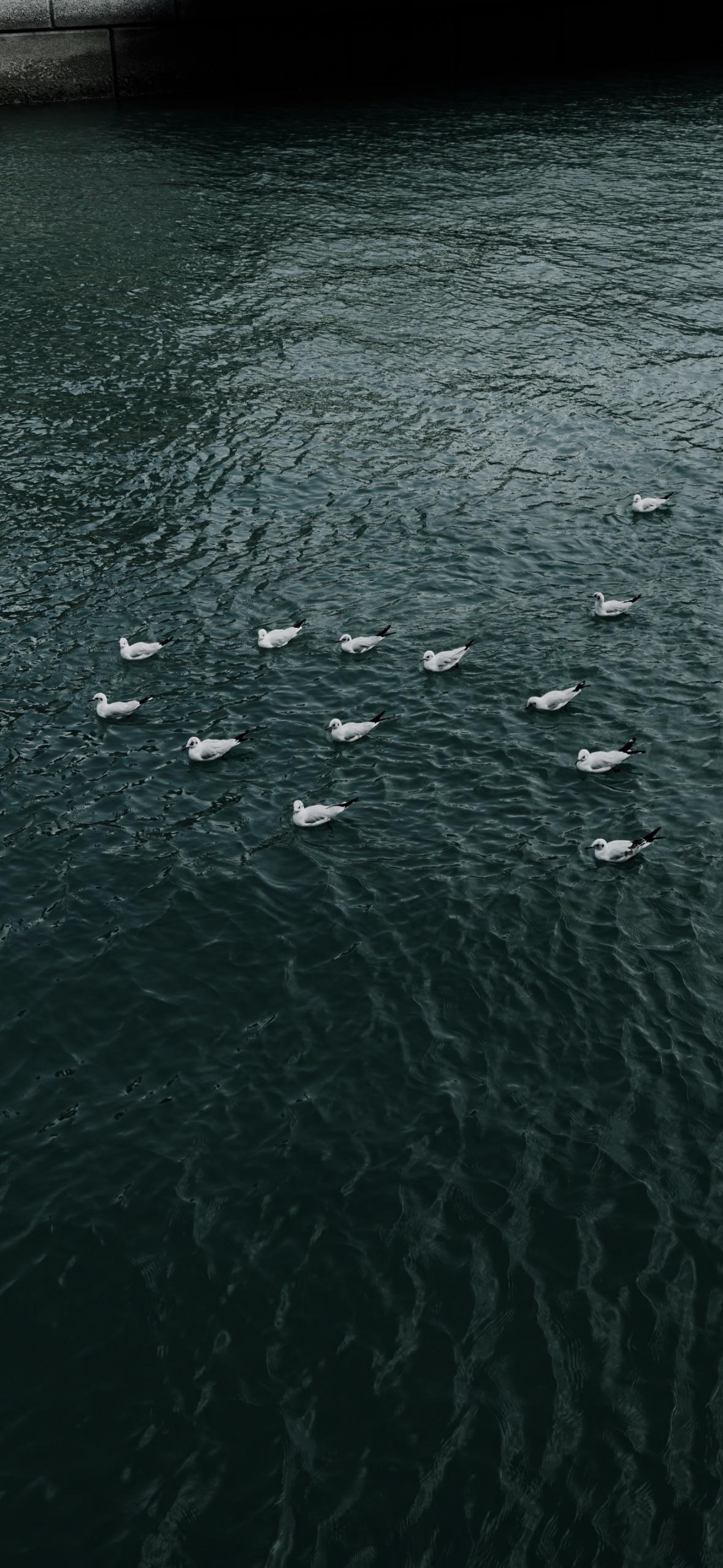 iPhone 14 pro wallpaper Dynamic