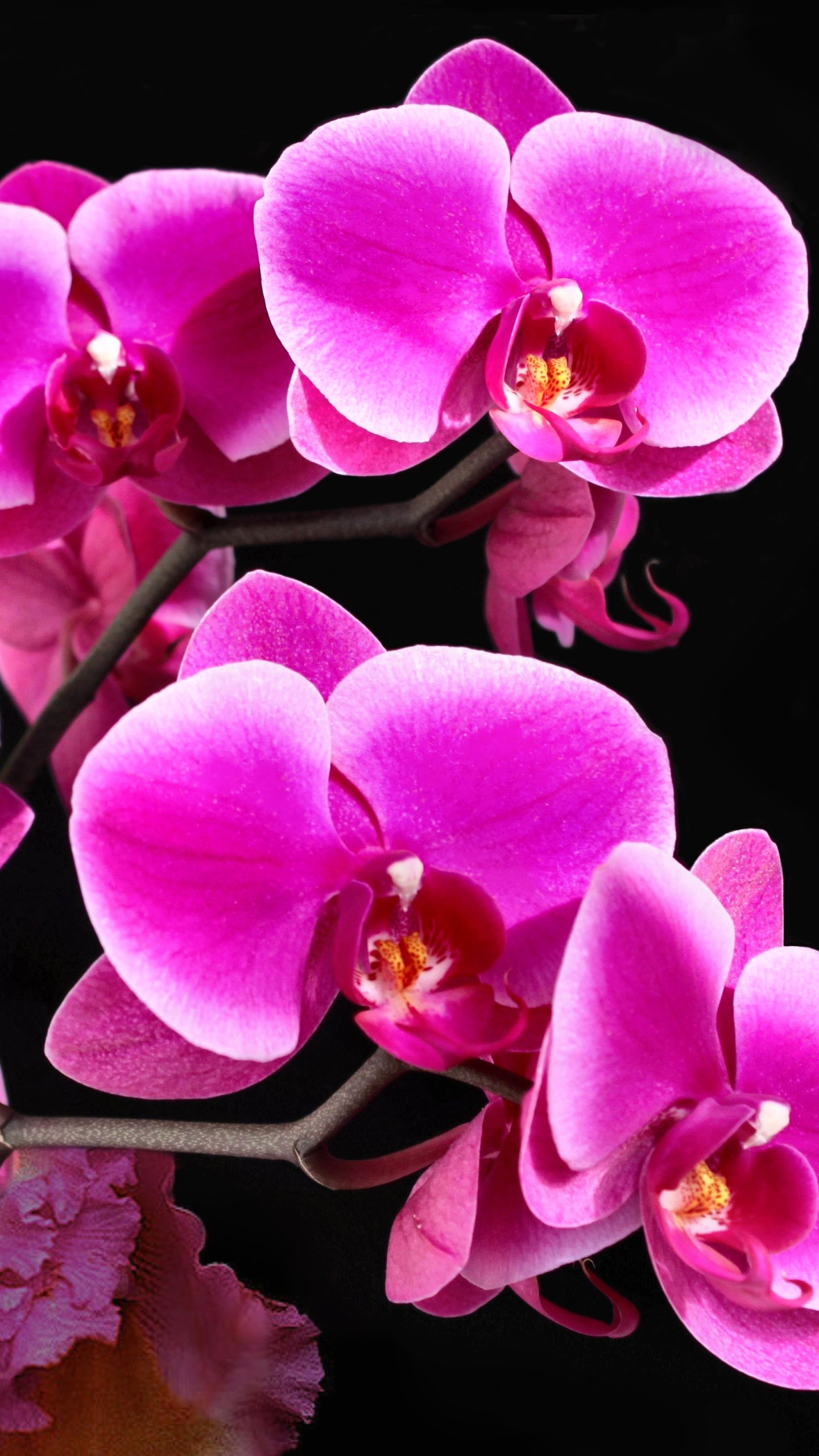 Flowers, Flower, Earth, Orchid, 1113145