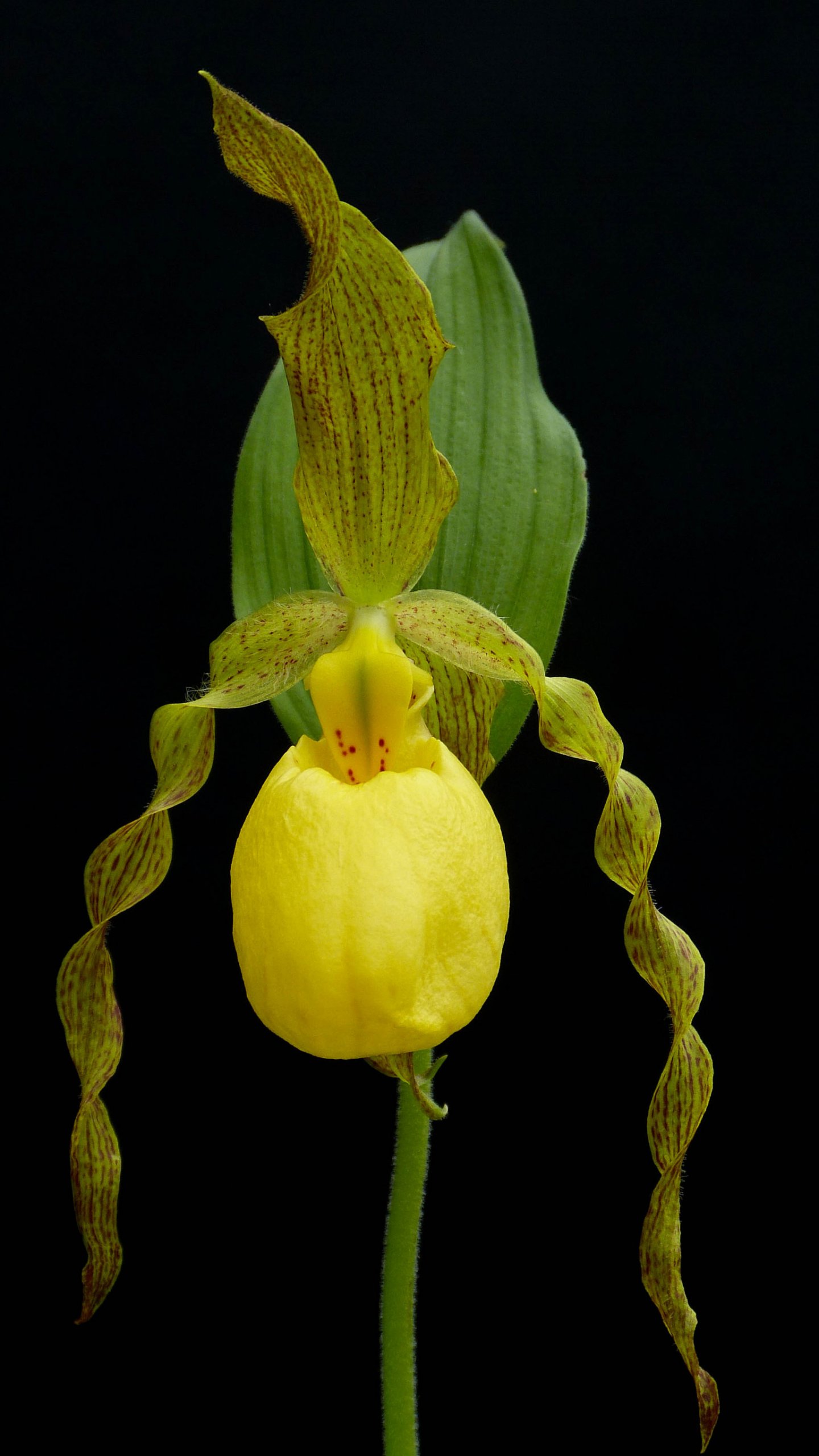 Yellow Lady Slipper Orchid Wallpaper