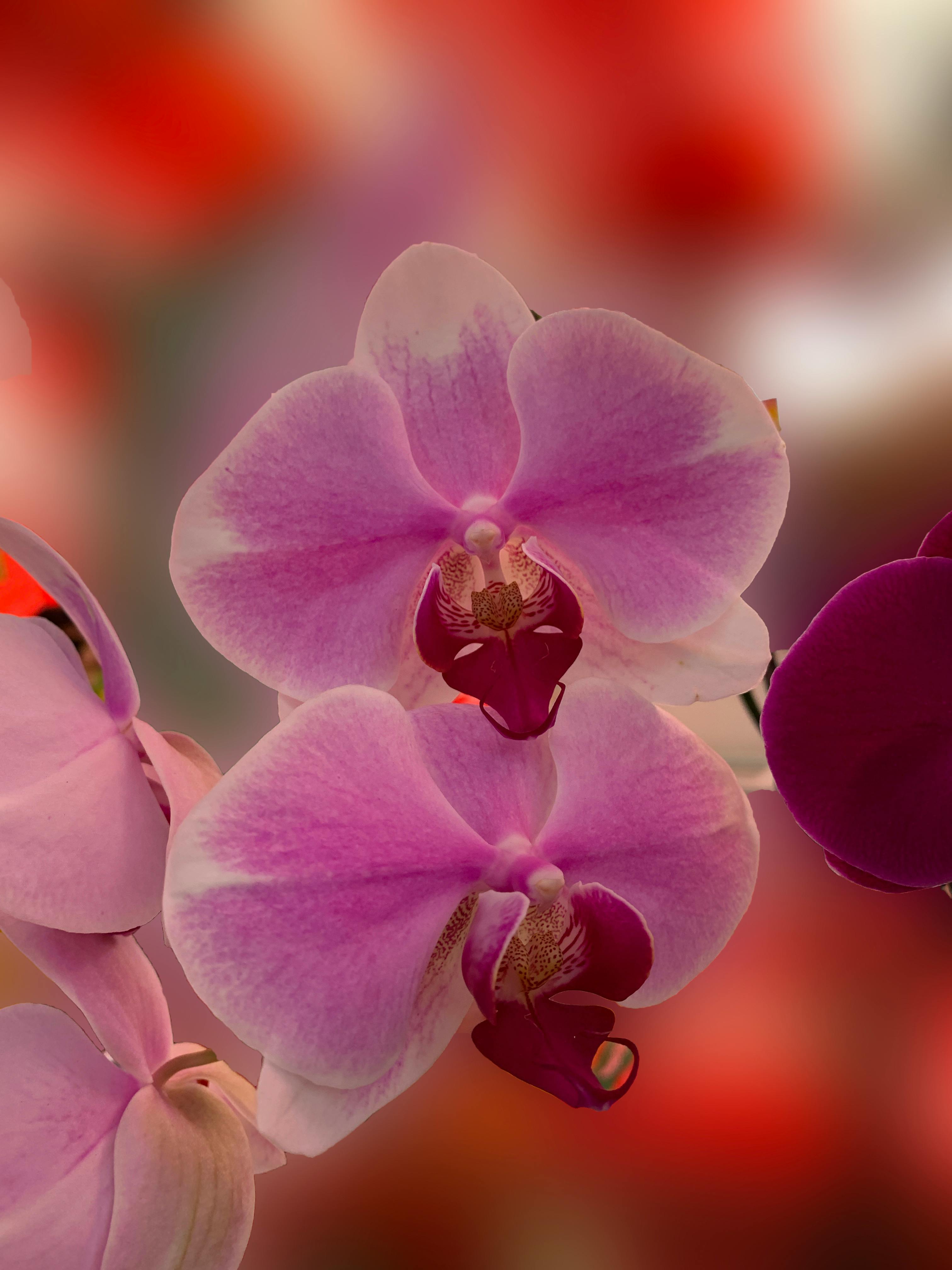 A Closeup Shot of Orchid Flowers · Free
