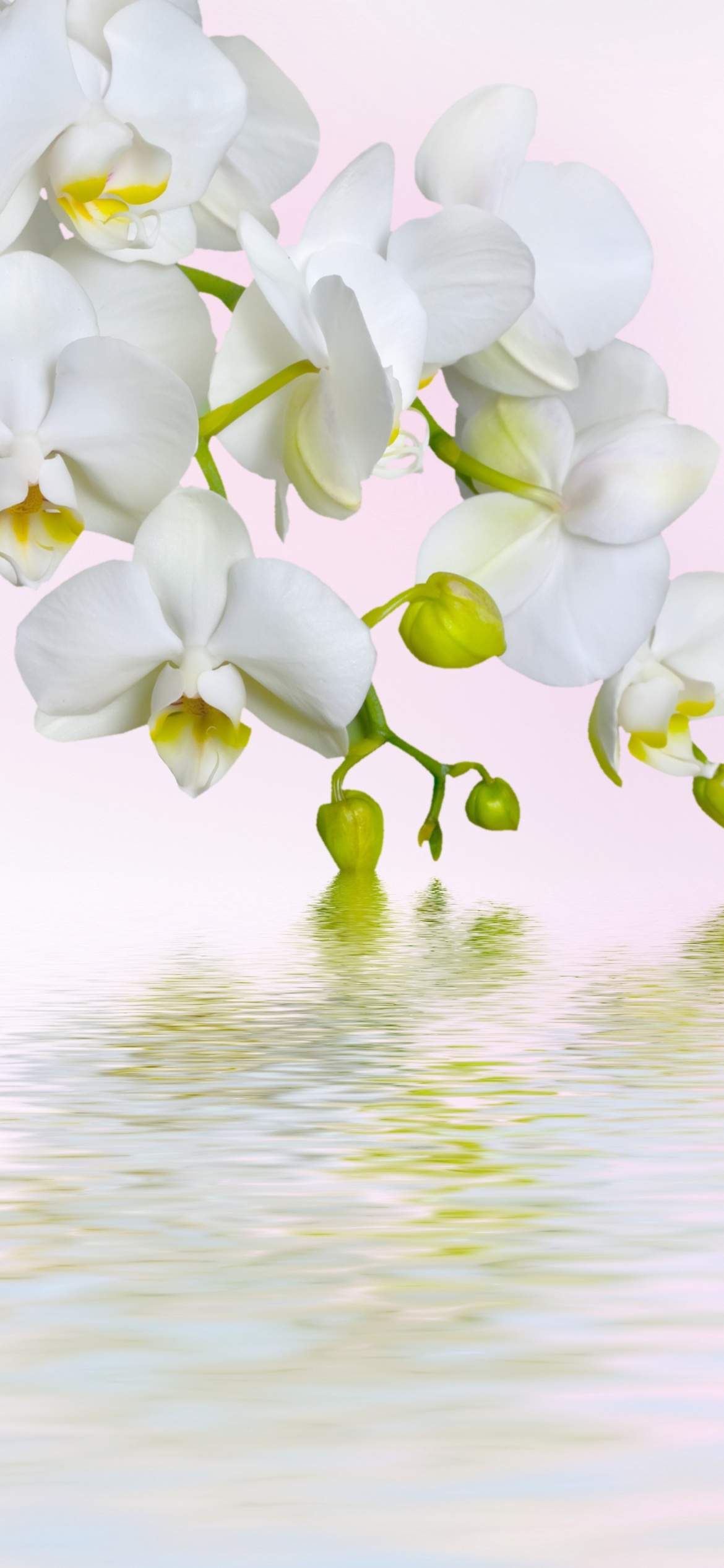 White Orchids Wallpaper for iPhone 11