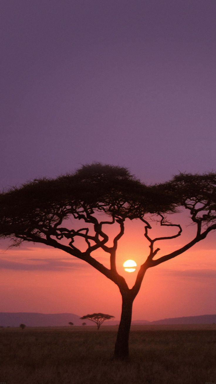 Solo Tree Safari Africa Sunset iPhone 8