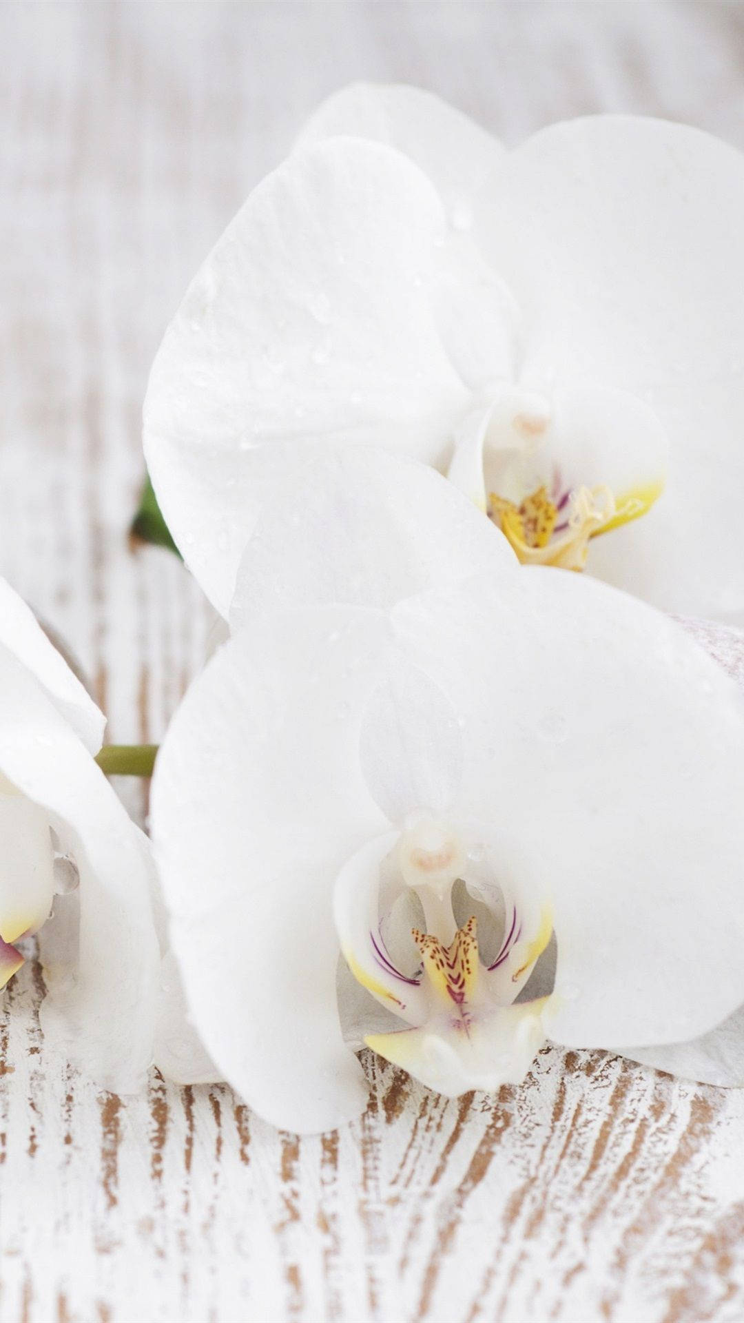 Download Fine White Orchid Wallpaper