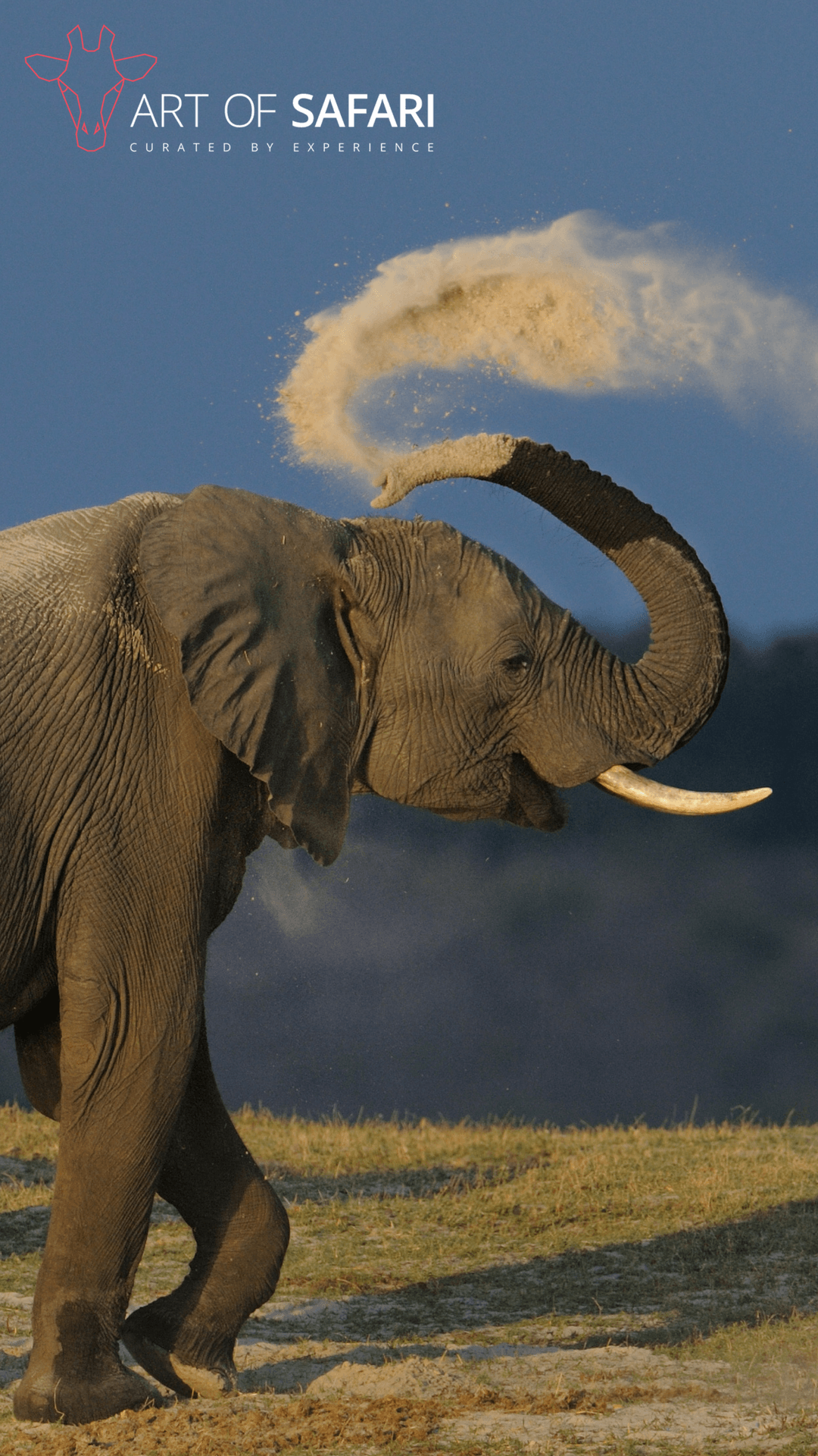 African Elephant Having A Sand Bath