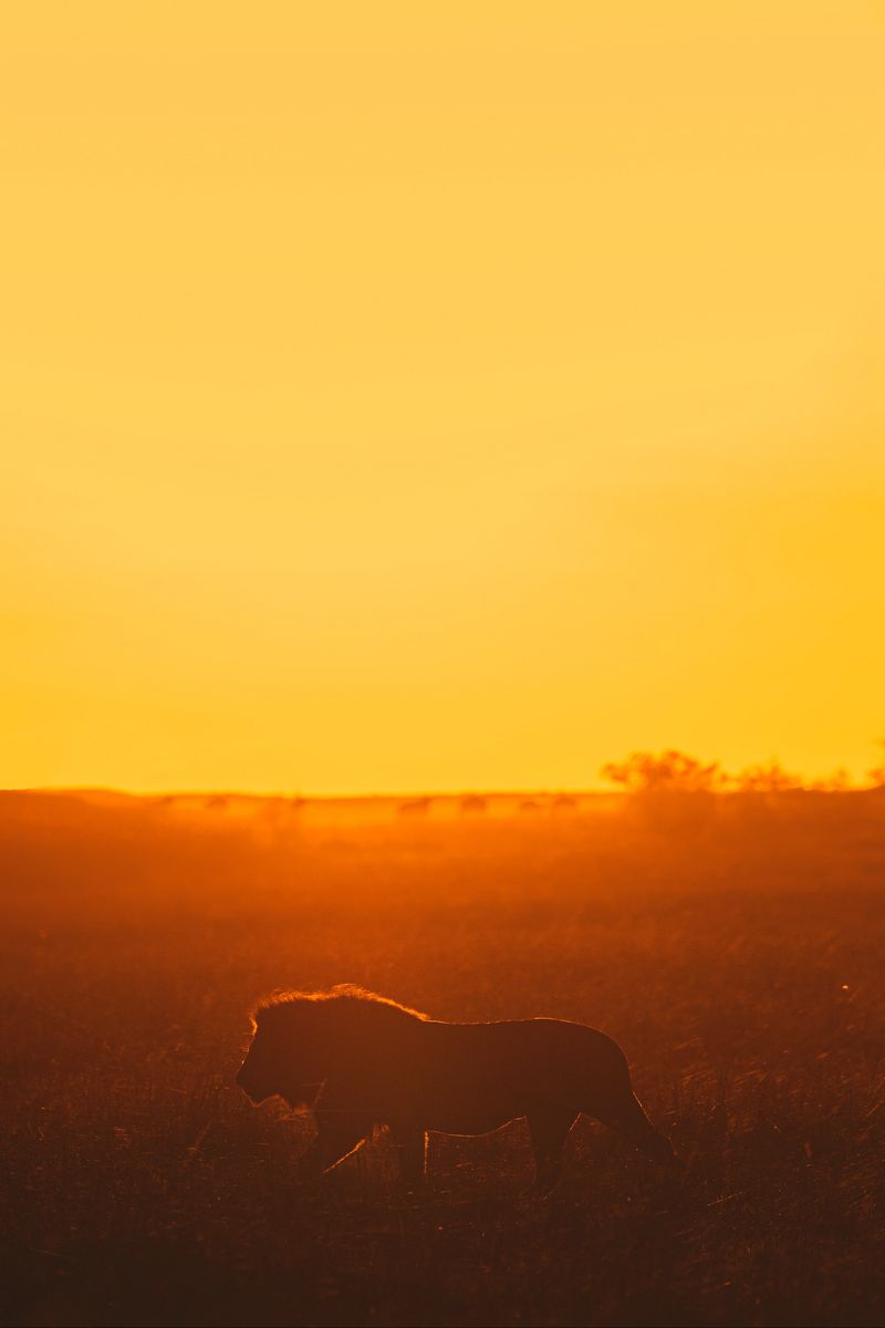 Download wallpaper 800x1200 lion