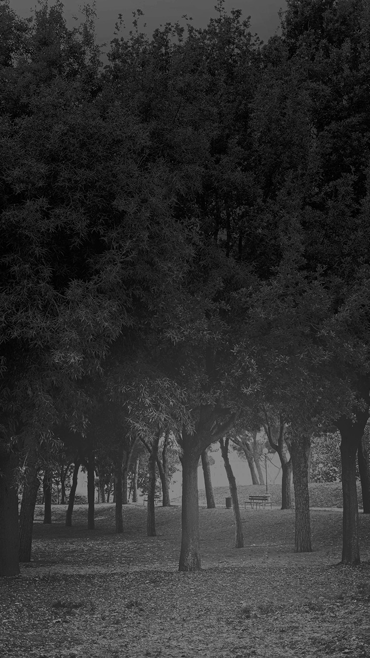 Tree Wood Grass Garden Dark Sun