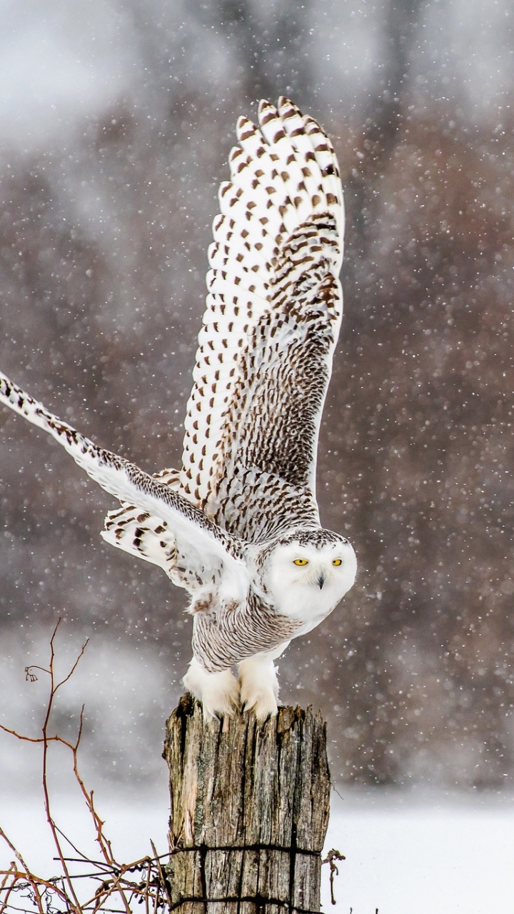 Download Snowfall Winter Bird Owl