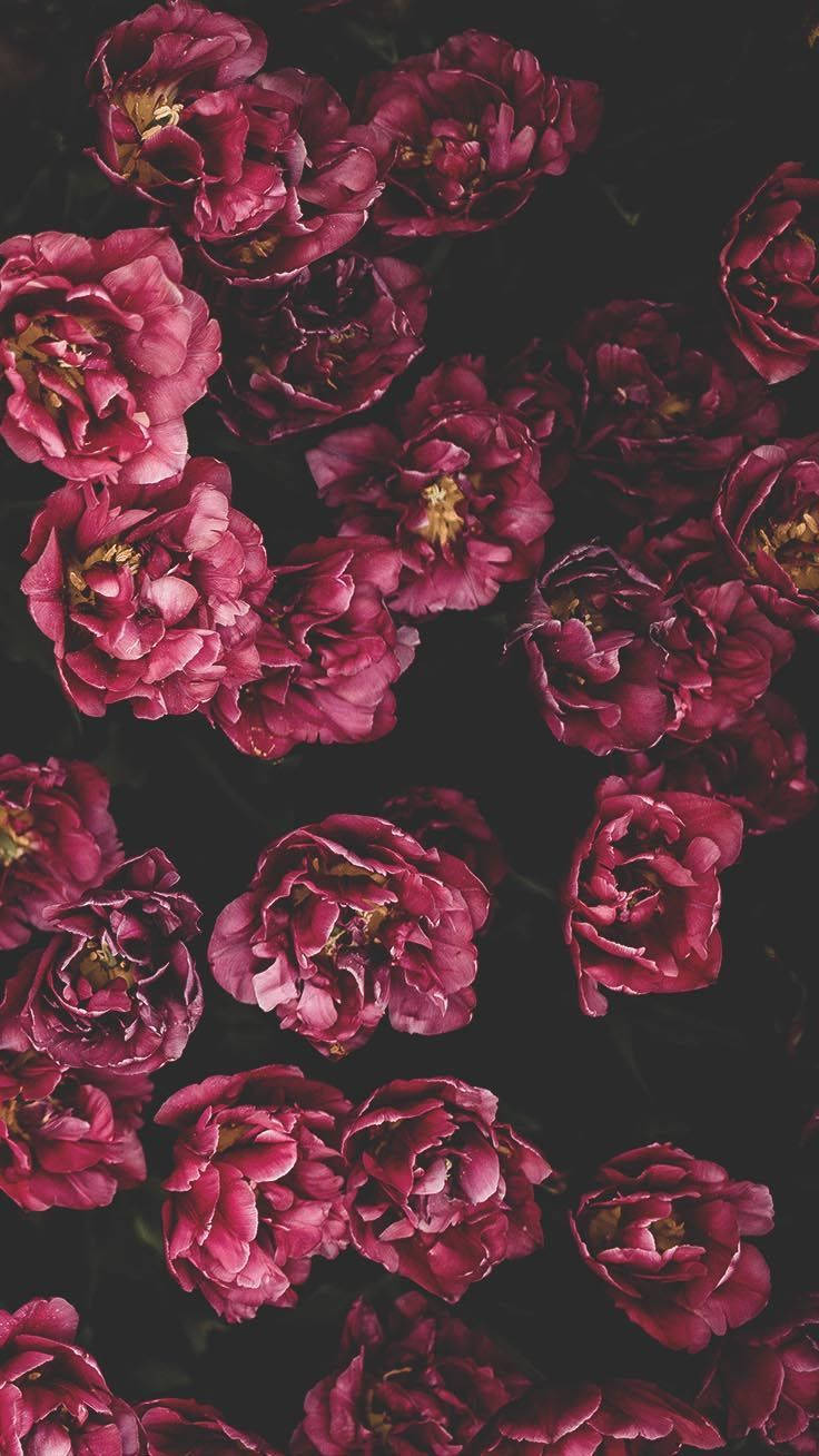 Download Red Flowers Aesthetic iPhone