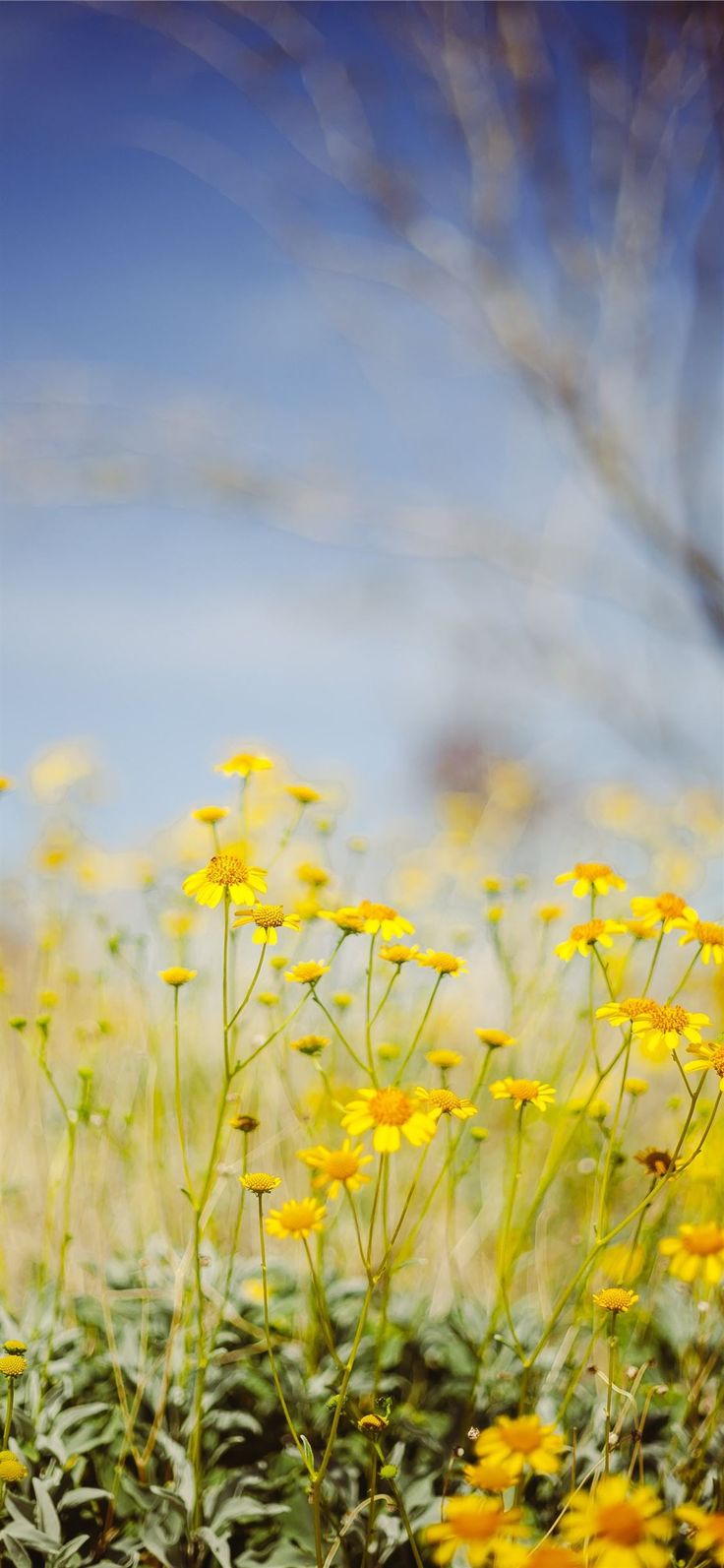 yellow flower field under blue sky