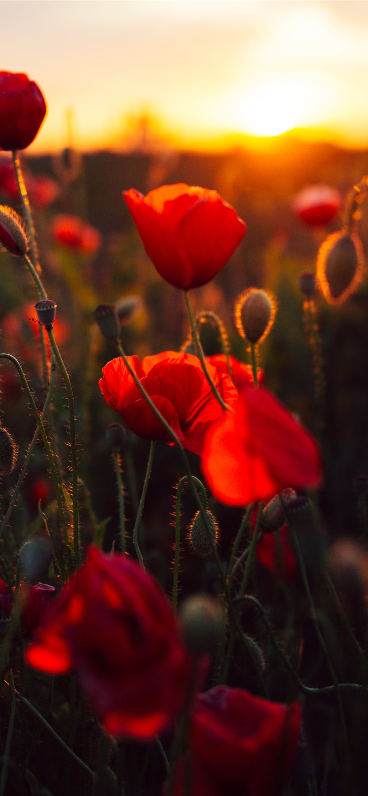red petaled flower bloom during daytime