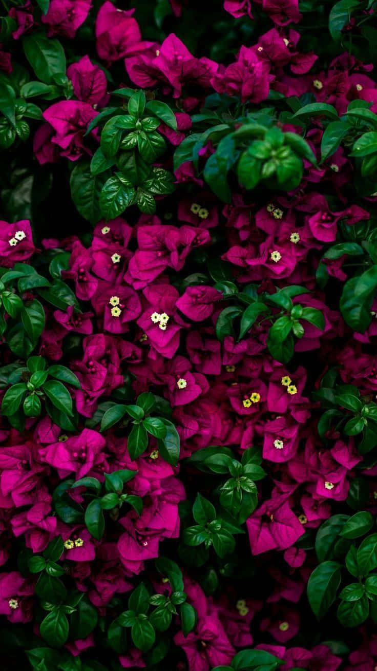 Download Colorful Magenta Flowers