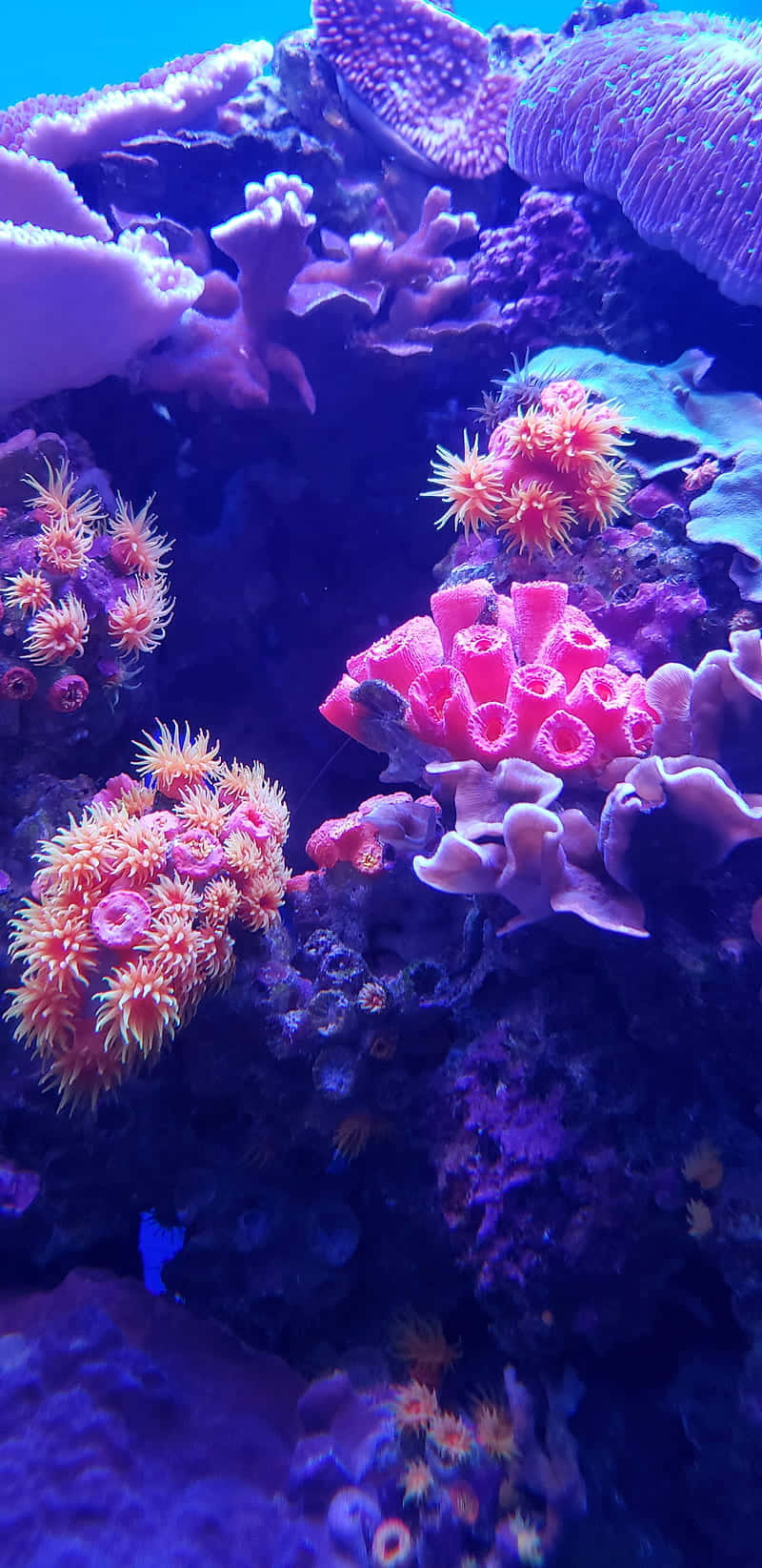 Coral Reef Background. Wallpaper