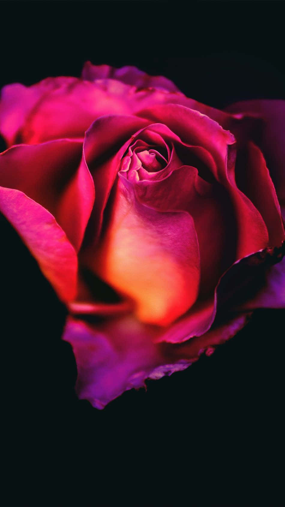 Magenta Color iPhone X Roses Background