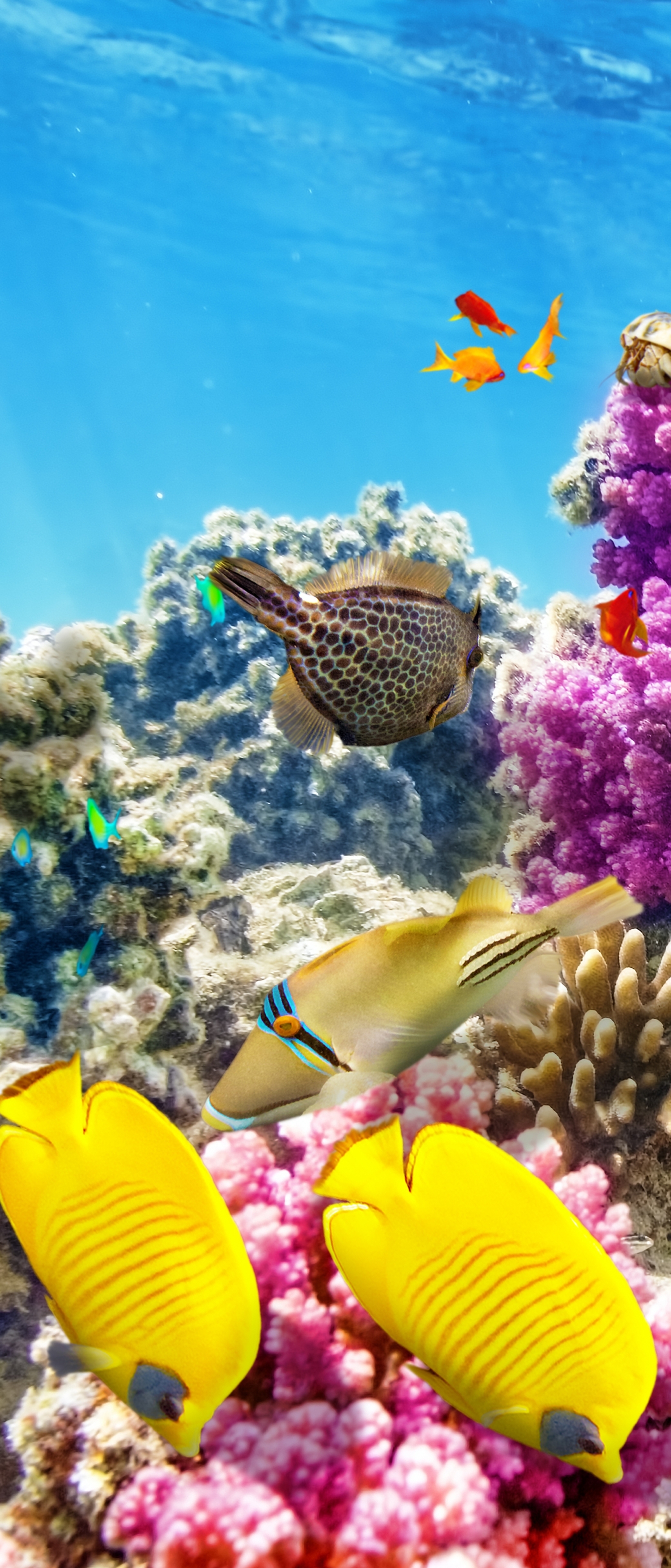 Download Coral Reef wallpaper