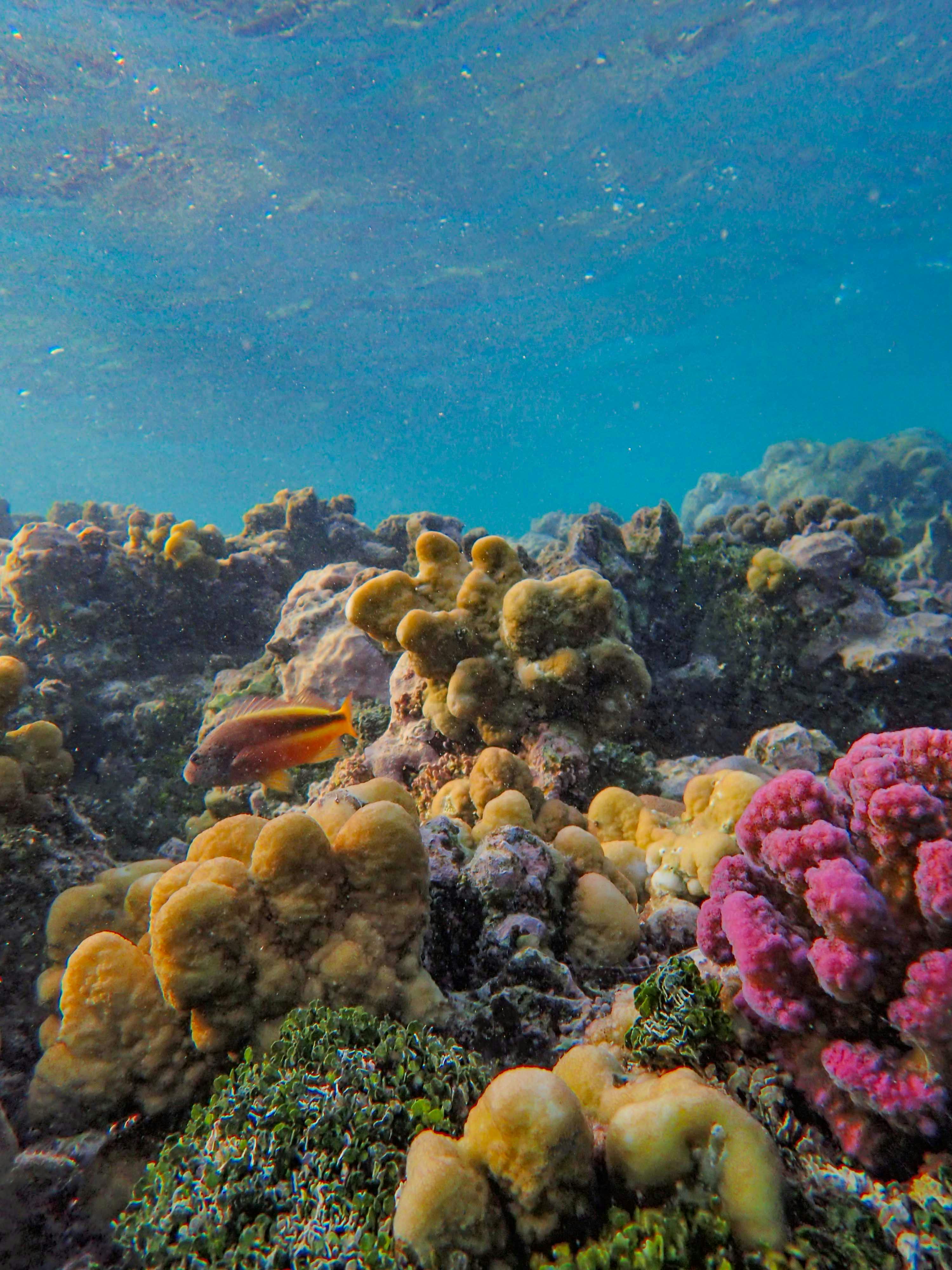 Colorful Coral Reef on Seabed · Free