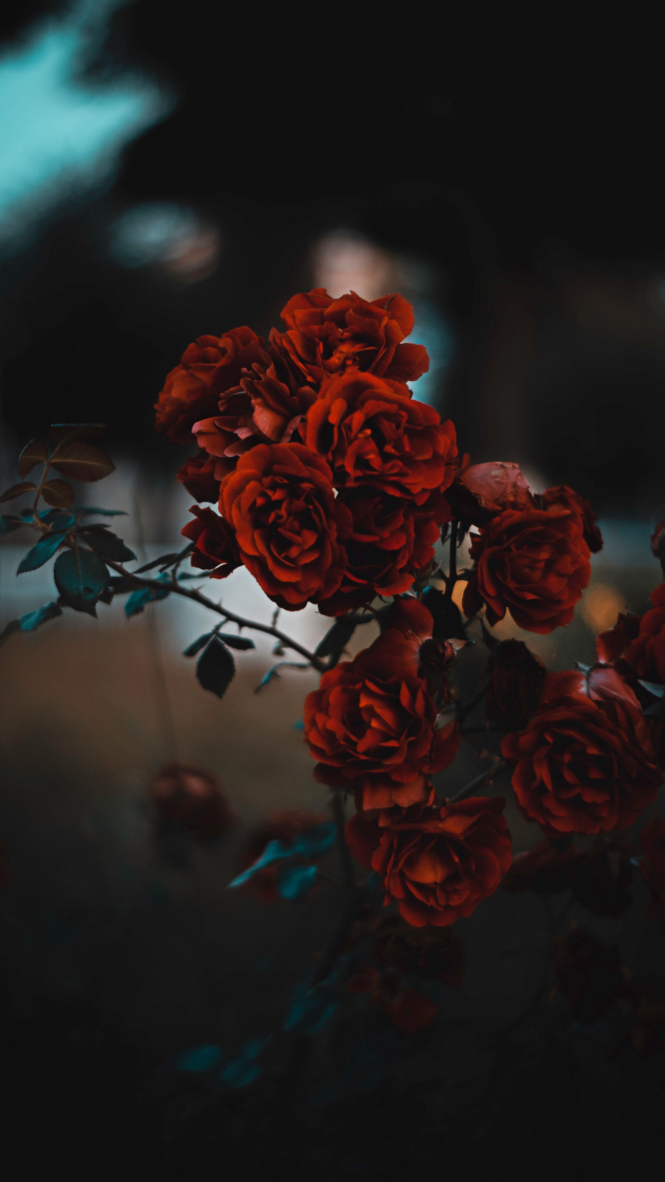 Download wallpaper 2160x3840 roses, red