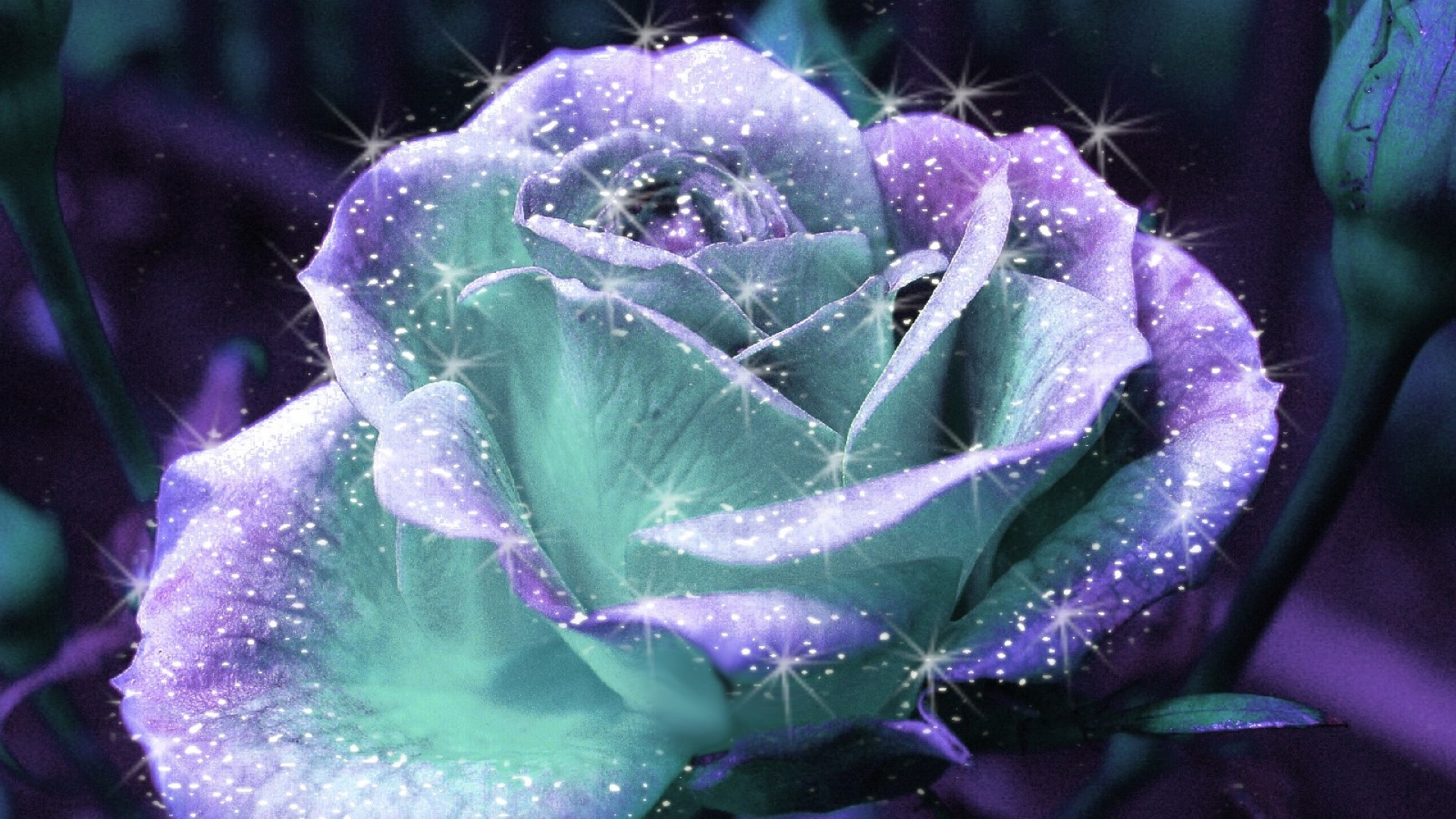 Blue Flower Artistic Rose HD Wallpaper