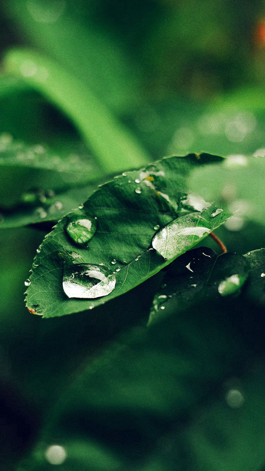Leaf Rain Green Nature Forest Blue
