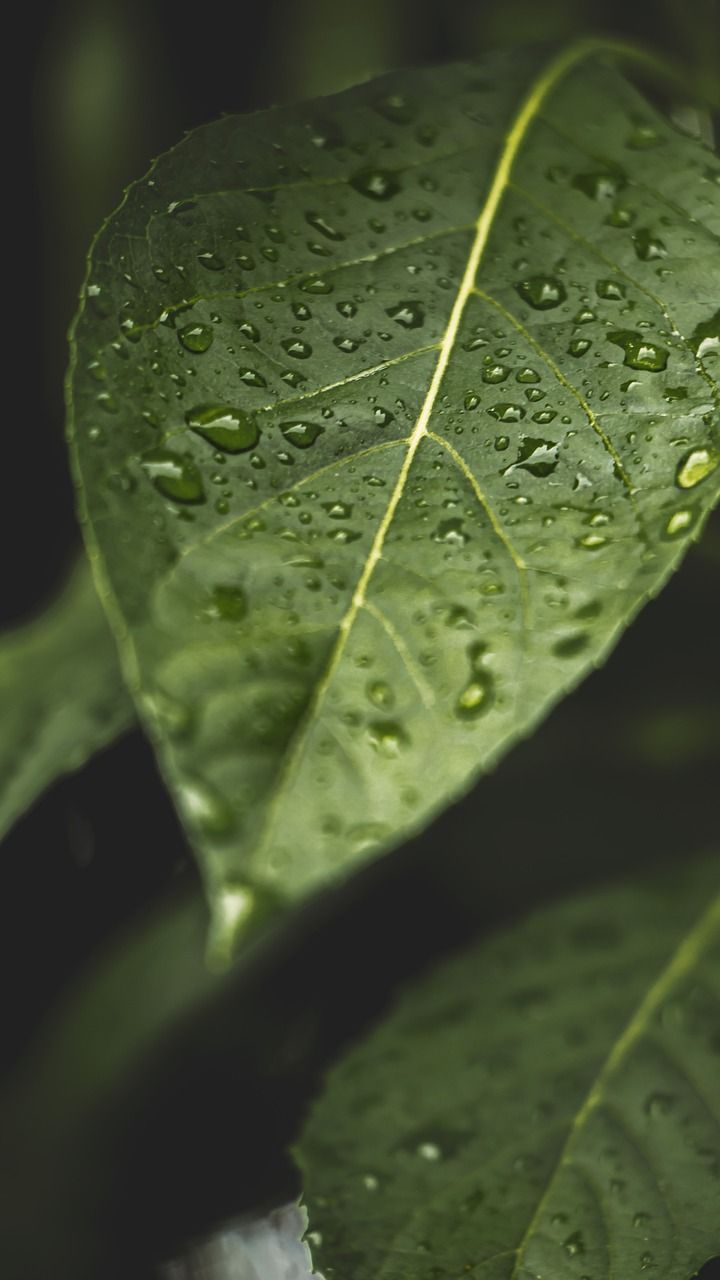 Rain Drops Leaf