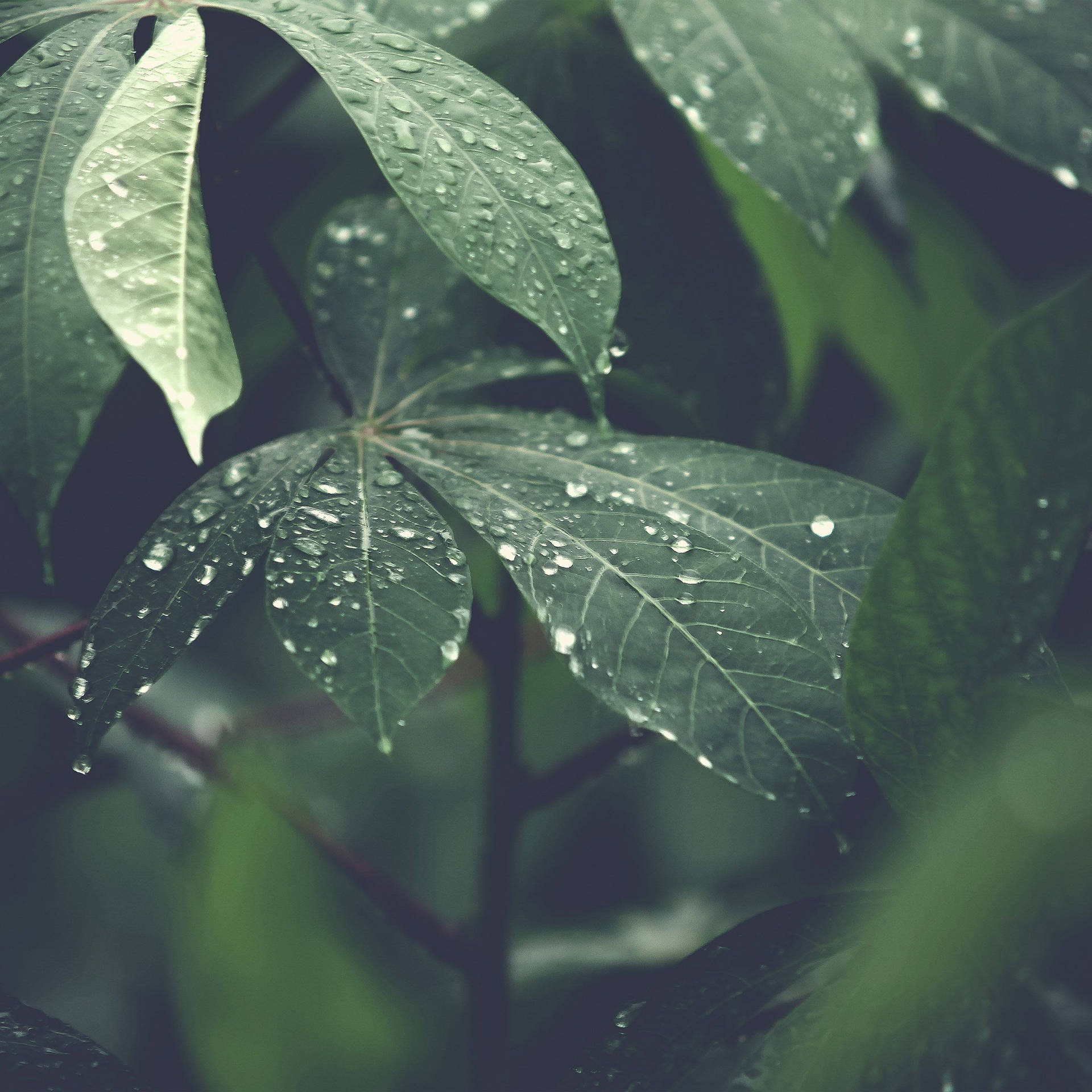 Giant Leaves Wallpaper