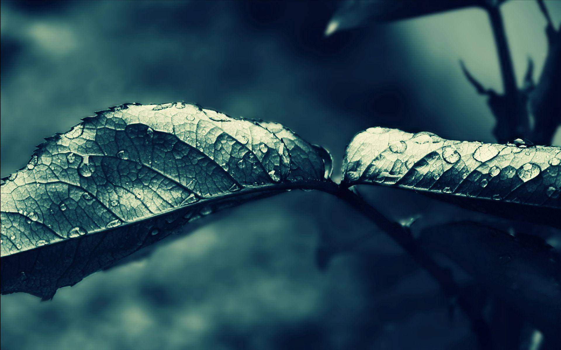 Most Beautiful Rain Wallpaper