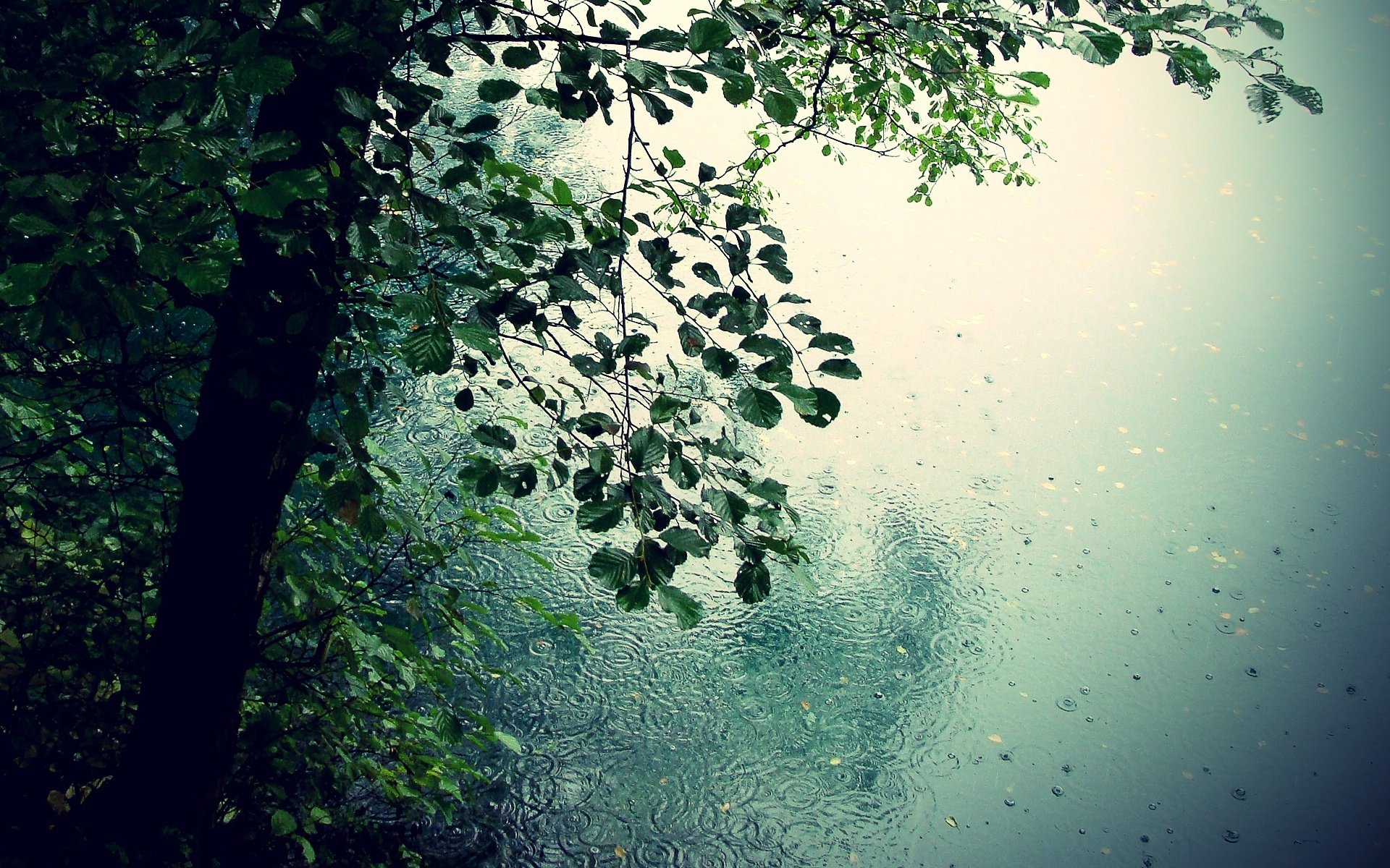 Rainy Tree HD Wallpaper