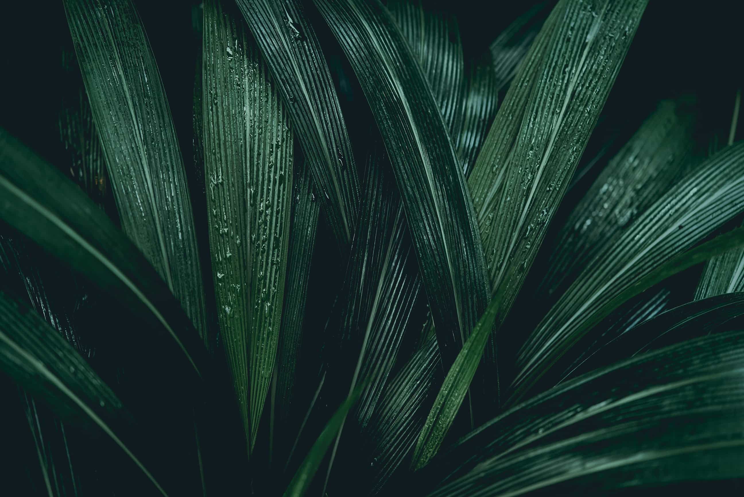 Tropical Rainforest Leaves Wall Mural