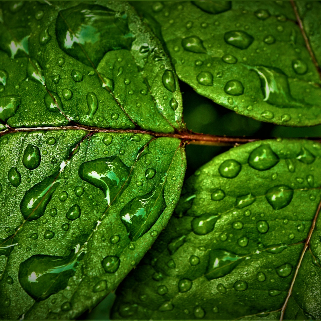 Green leaves Wallpaper 4K, Wet, Rain