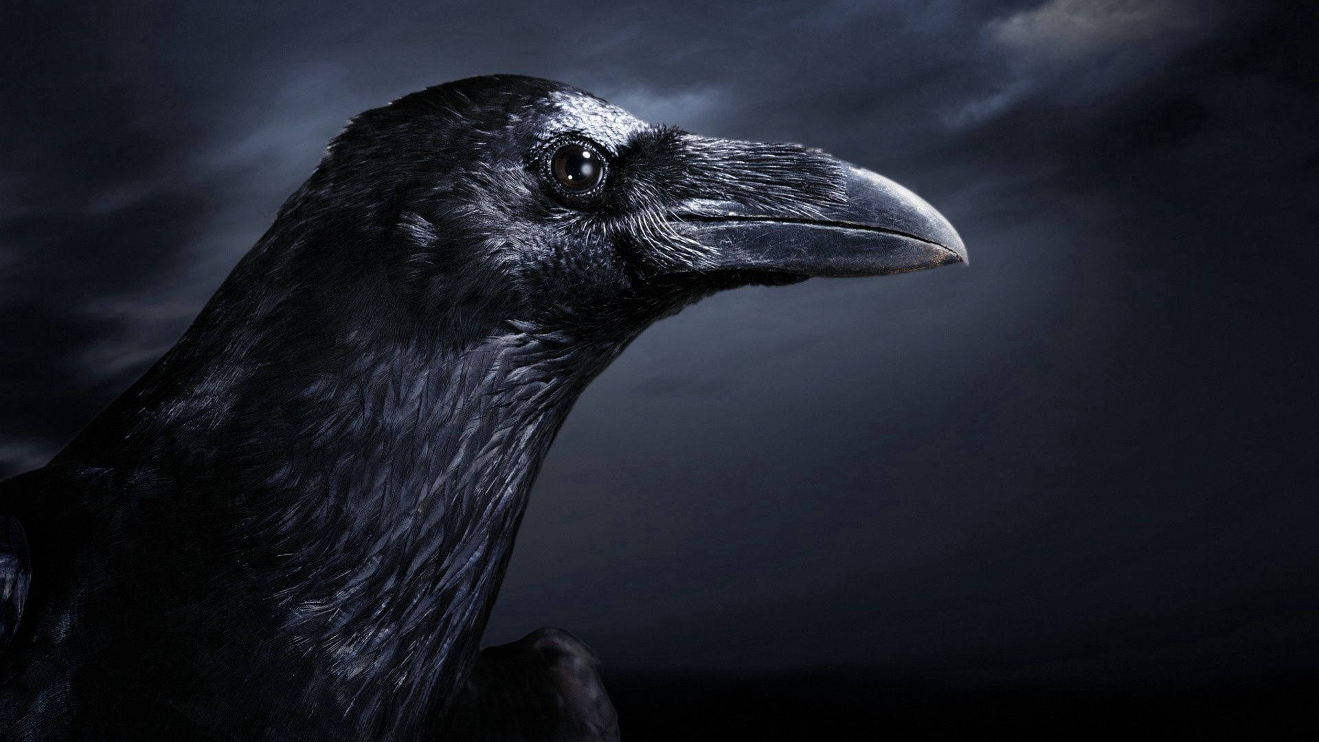 Download free Dark Gothic Raven HD