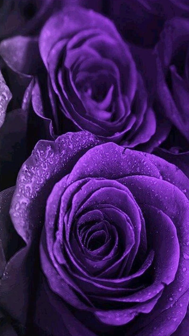 Purple Aesthetic Roses Up