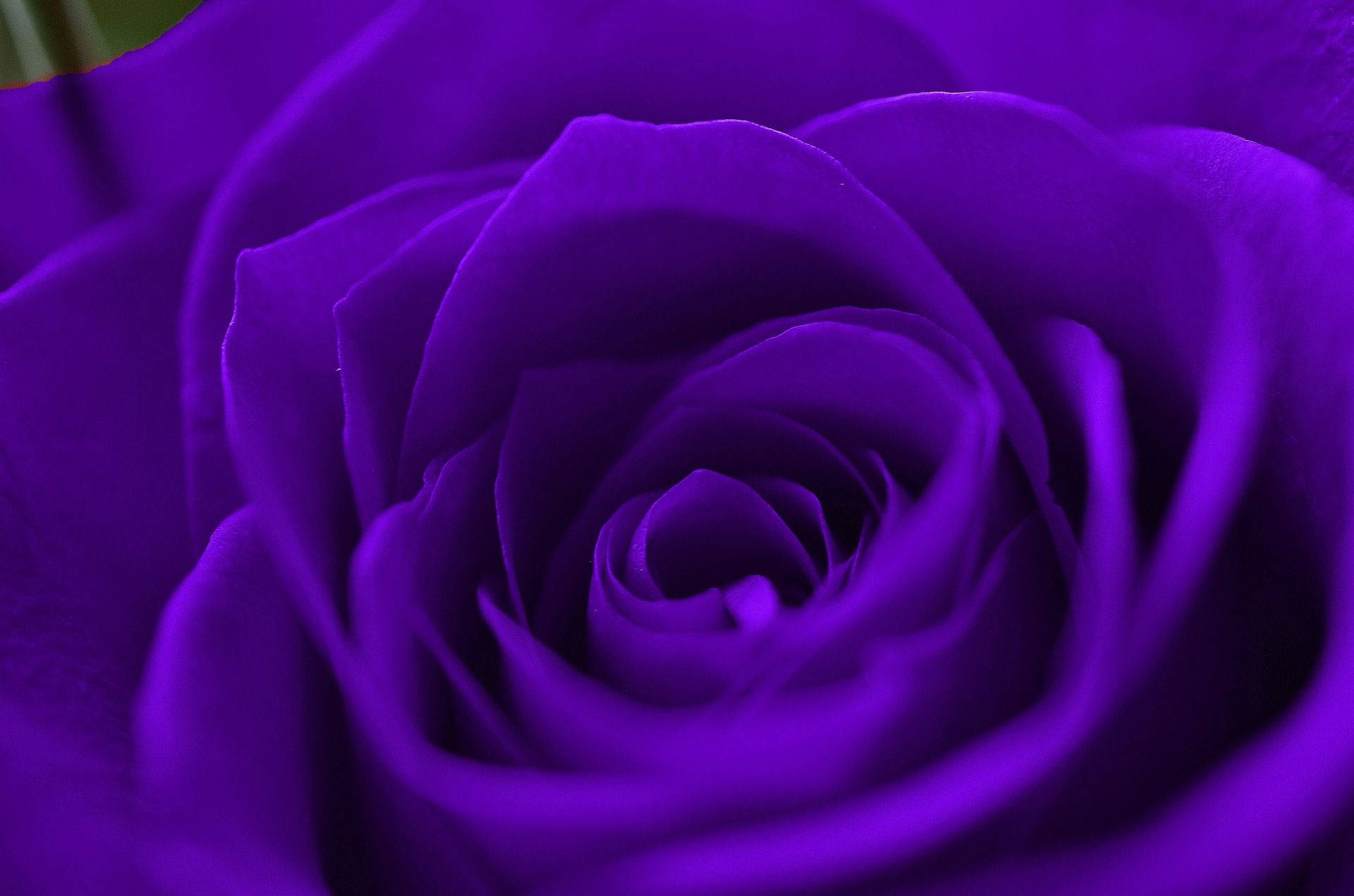 Purple Rose Wallpaper