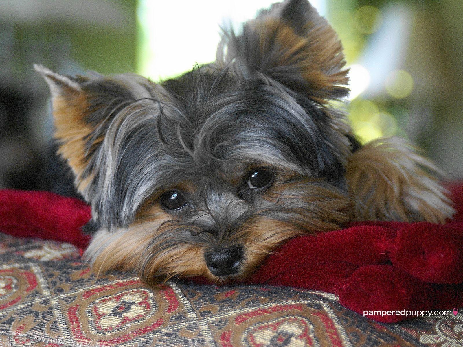 Baby Yorkie Wallpapers - Wallpaper Cave