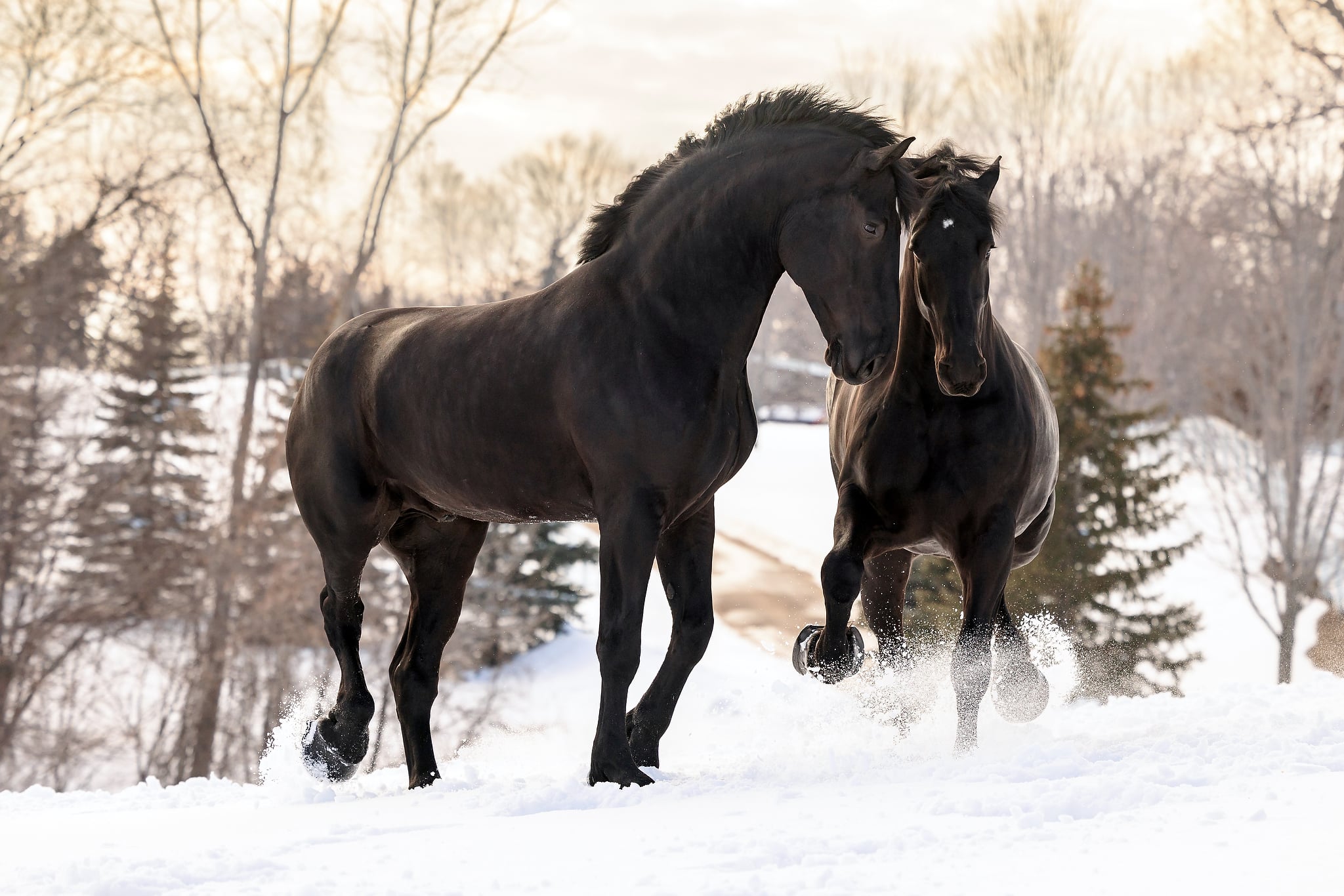 Ames Percheron Horses at Liberty in