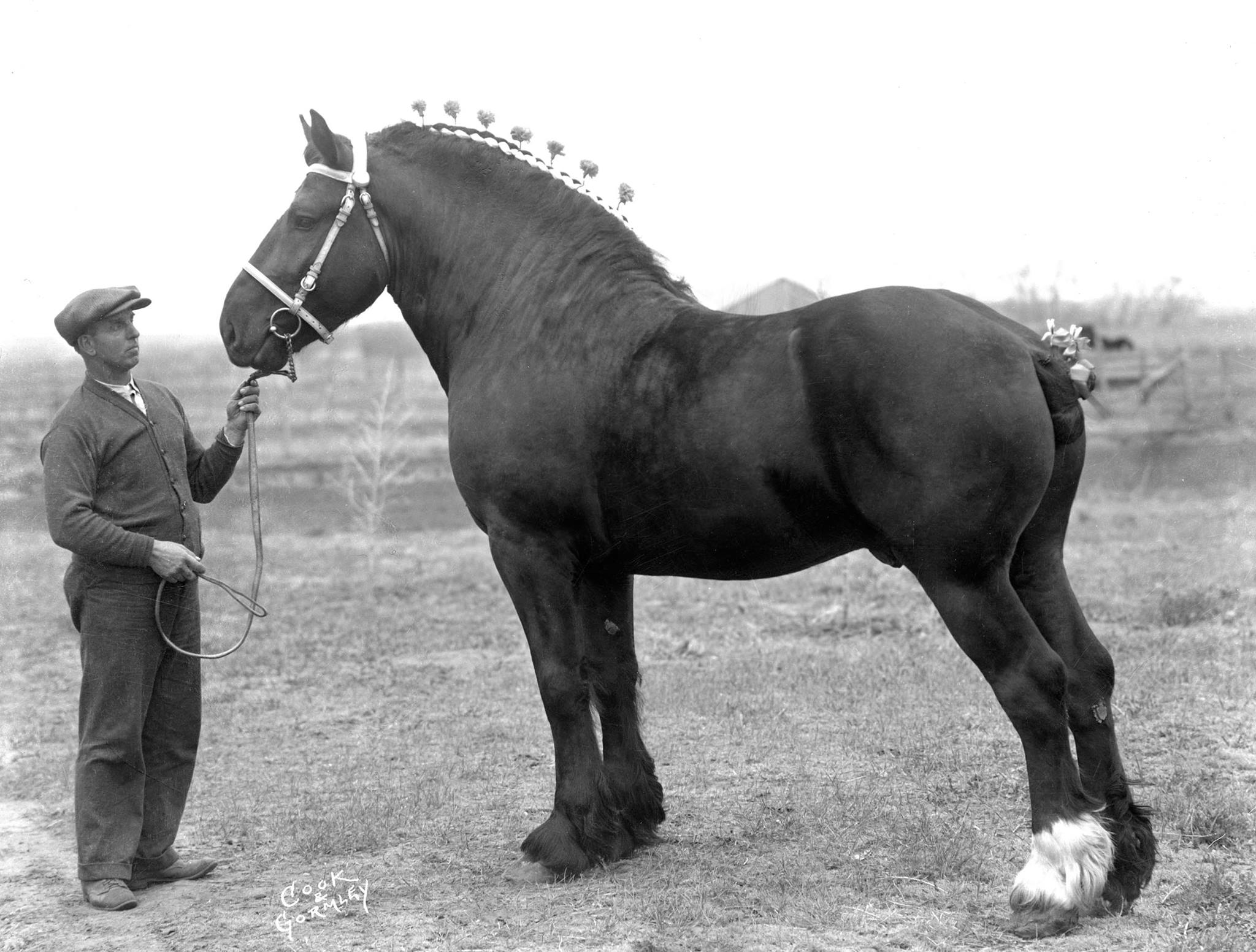 Percheron Horse