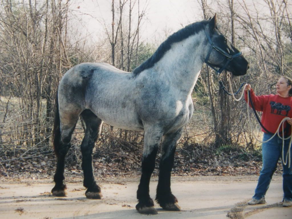 Mouth!. Percheron horses, Horses