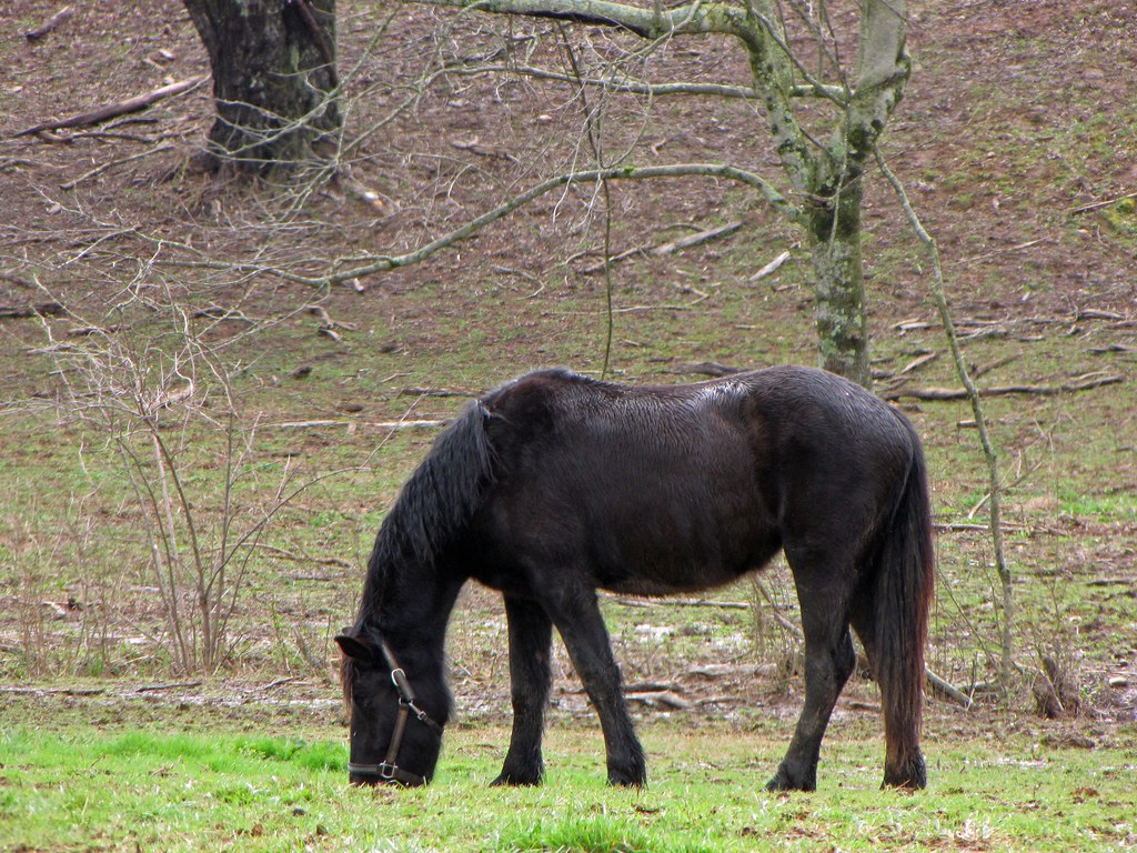 Percheron draft horse grazing. There