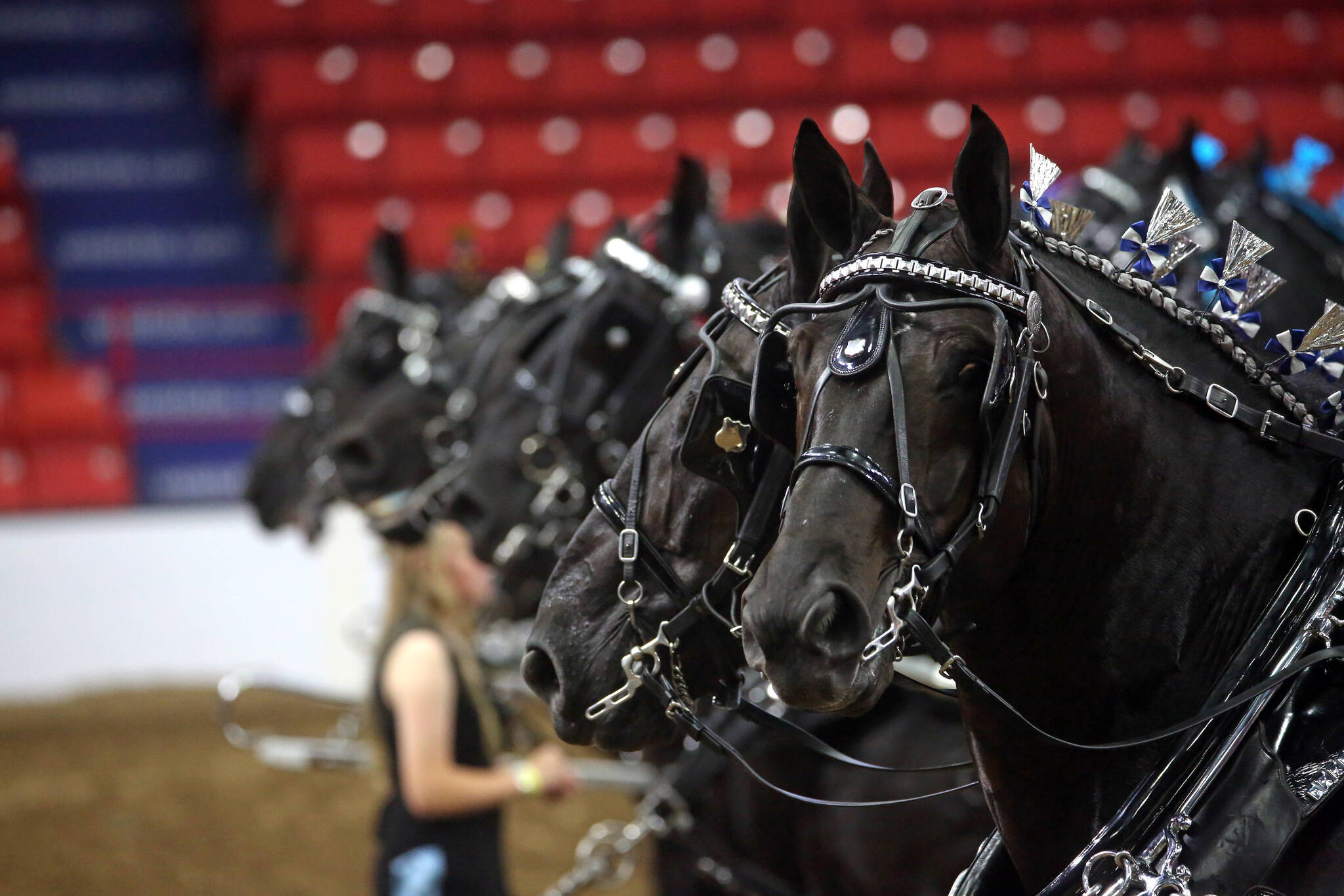 Percheron Congress brings best of breed