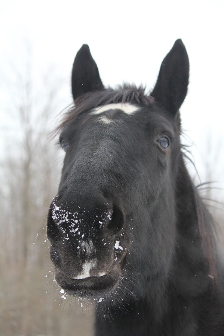 Percheron horses, Majestic horse, Percheron