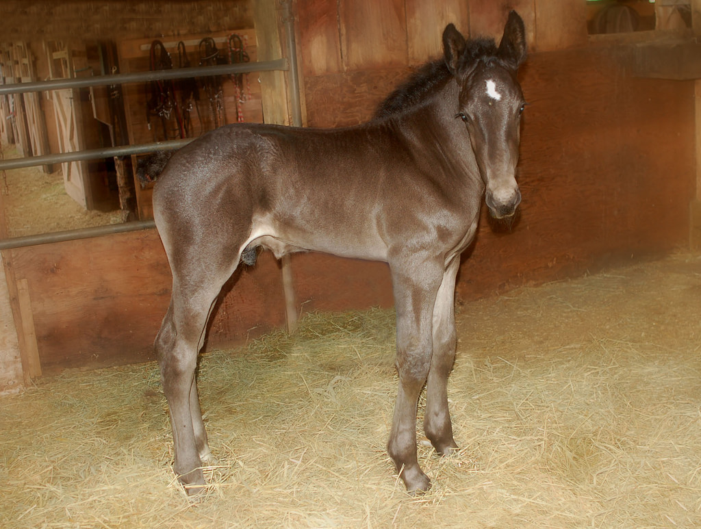 Percheron Draft Horse Info, Origin