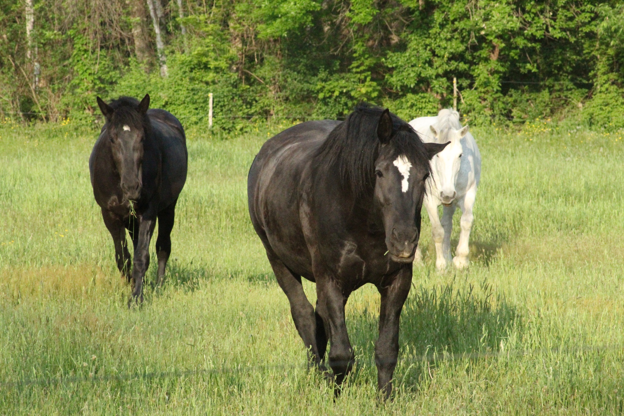 dapplewood percheron photo