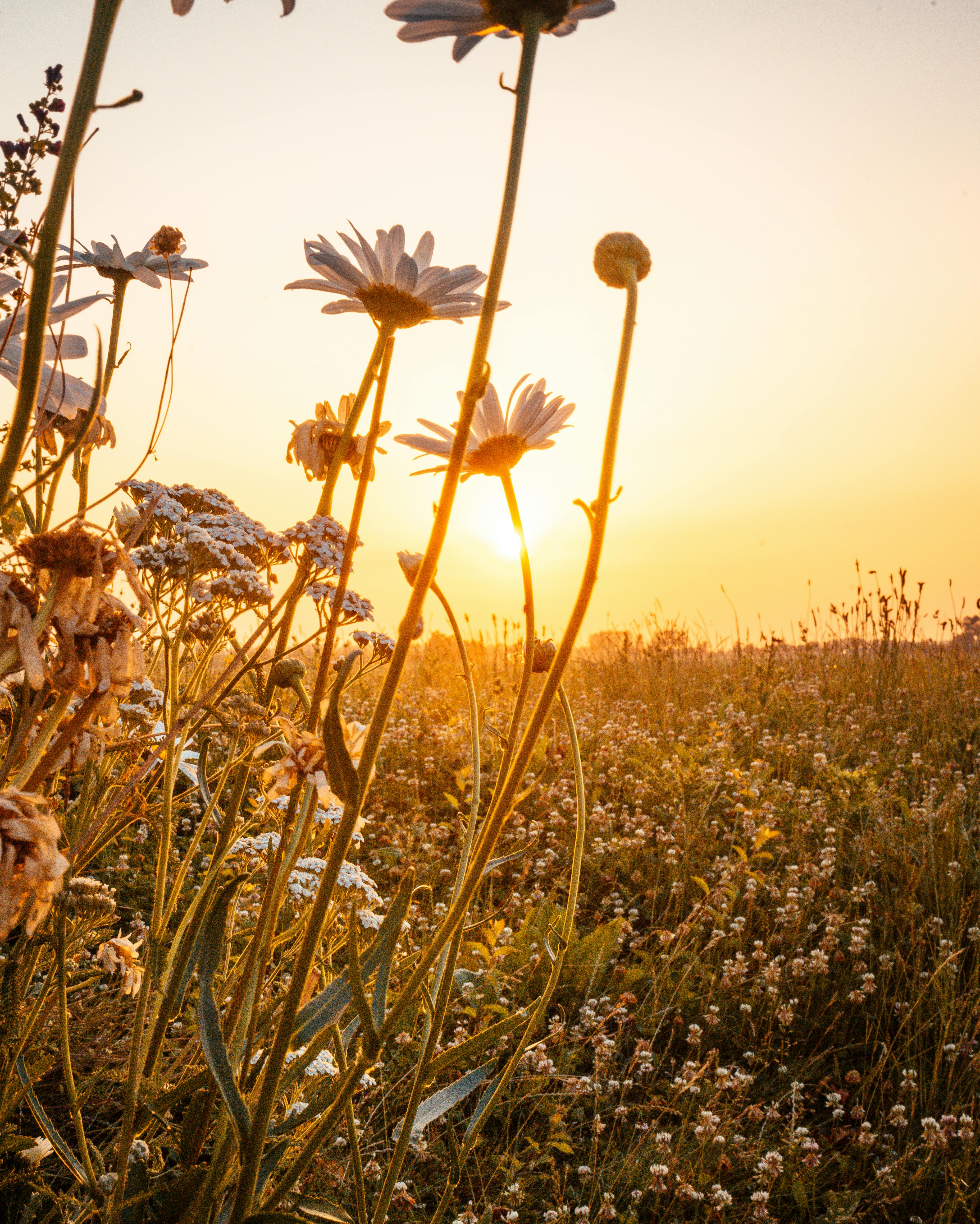 Rising Sun Photo, Download The BEST