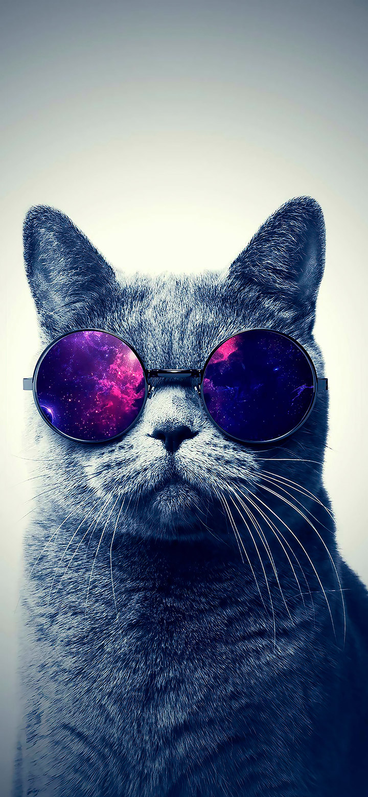 Gray Cat Wearing Glasses 4K Phone Wallpaper