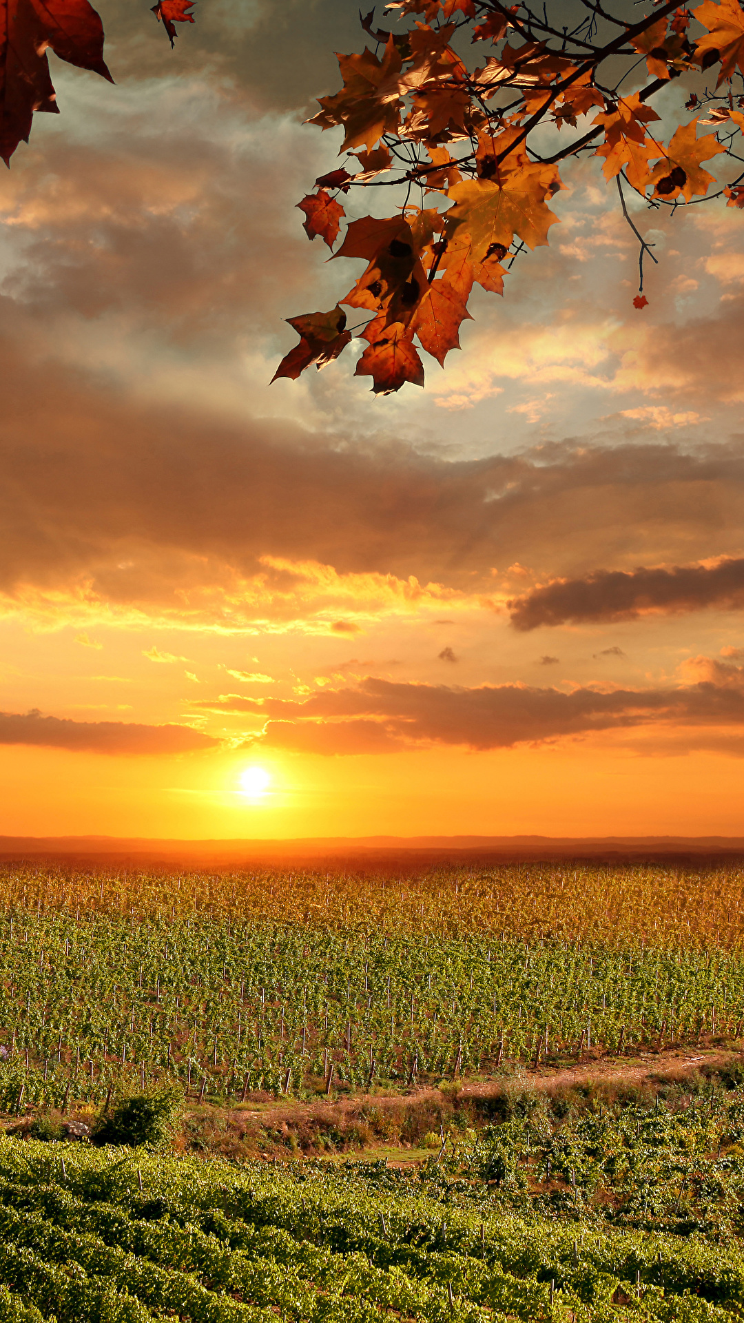 Picture Tuscany Italy Sun Autumn Nature