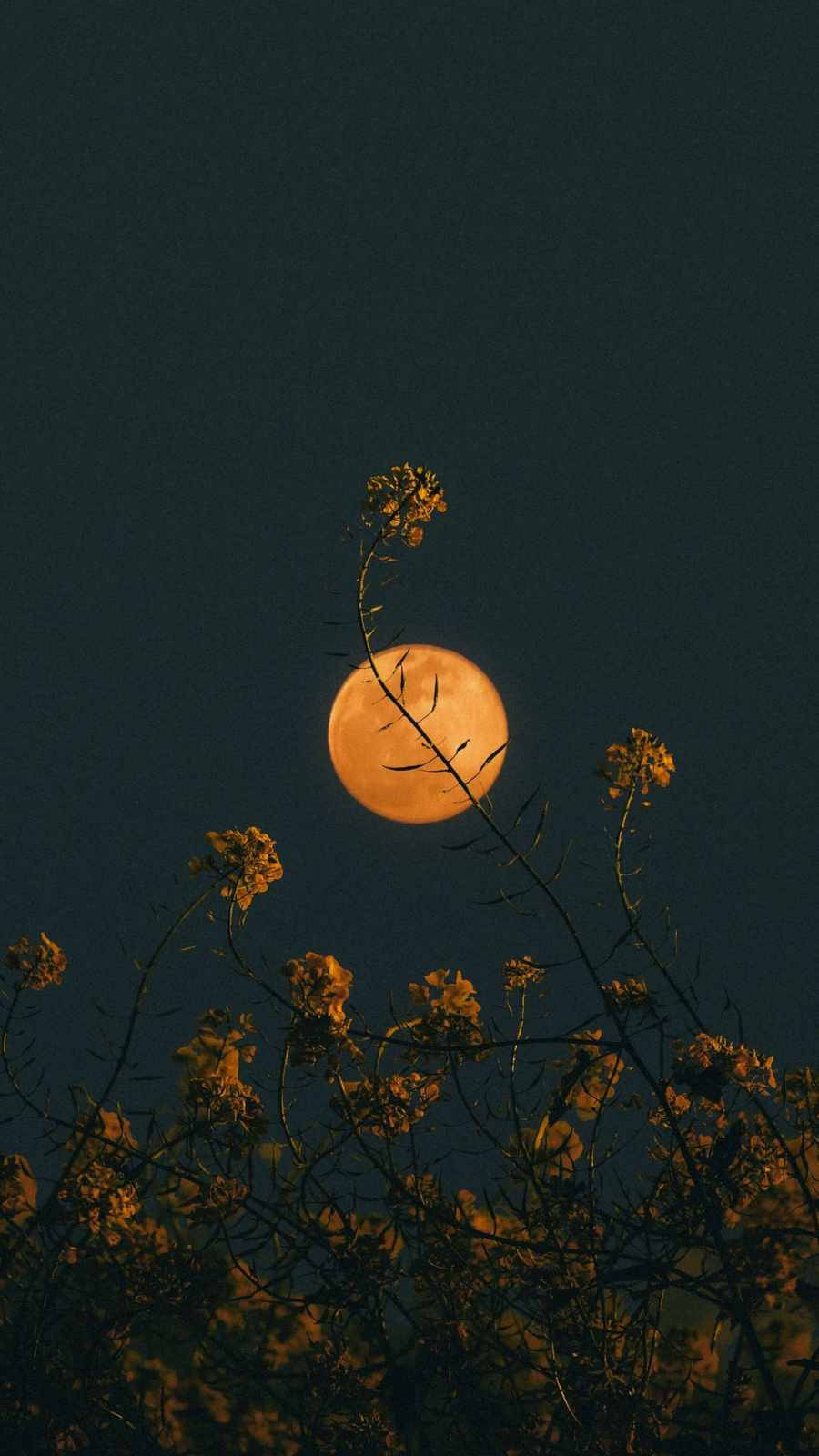 Flower iPhone Wallpaper