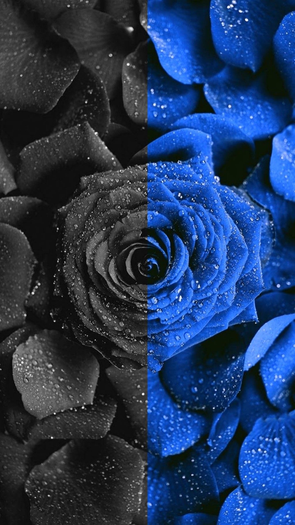 Dark Blue Rose